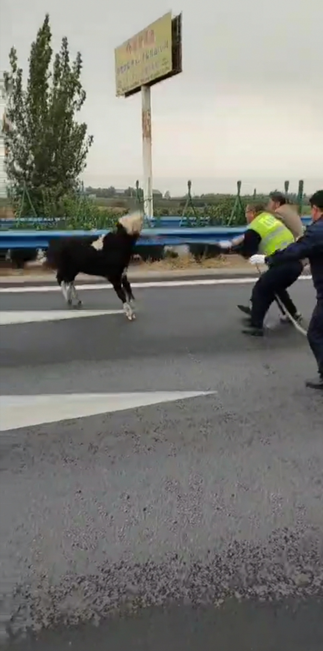 |牛犊子、“二师兄”屡屡奔上郑焦晋高速路……路产人员发警示