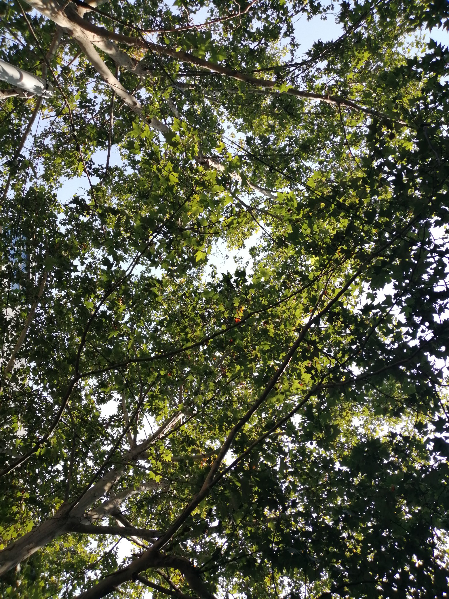 天气|秋天更进一步！今天全省大部分地区都有雨， 较小而已