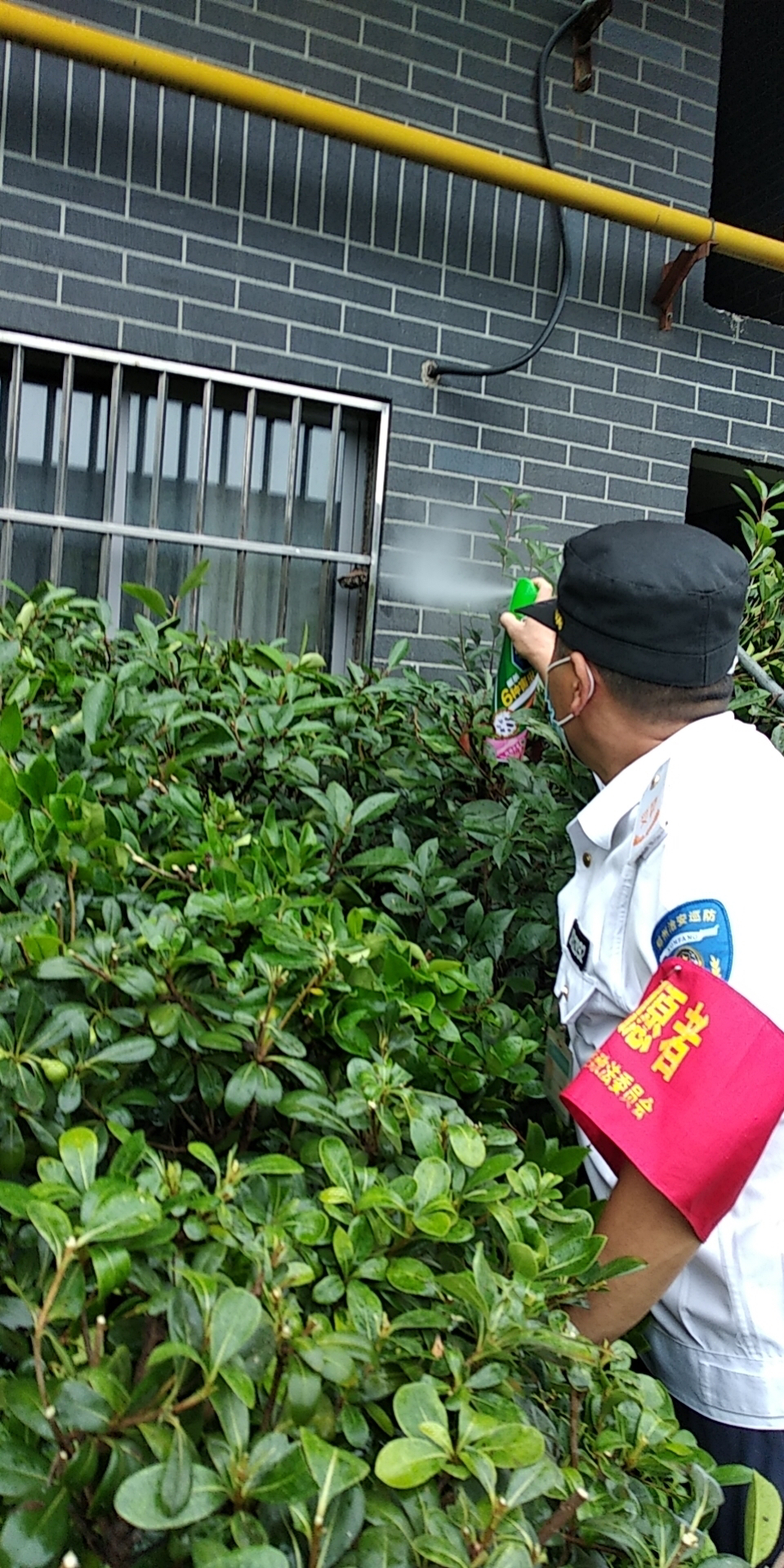 马蜂|修剪花树时误“捅”马蜂窝，绿化工被群蜂追赶吓坏了