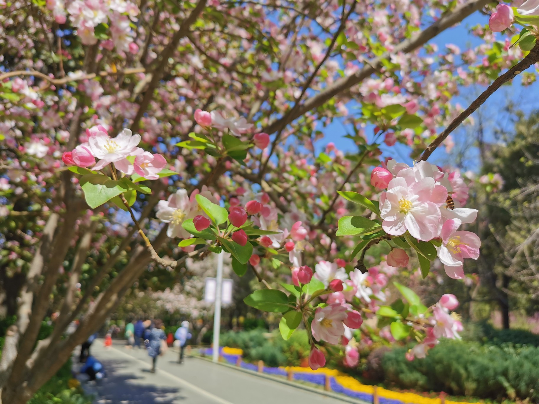 花影之下听筝曲 带你漫步郑州最美海棠大道 河南一百度