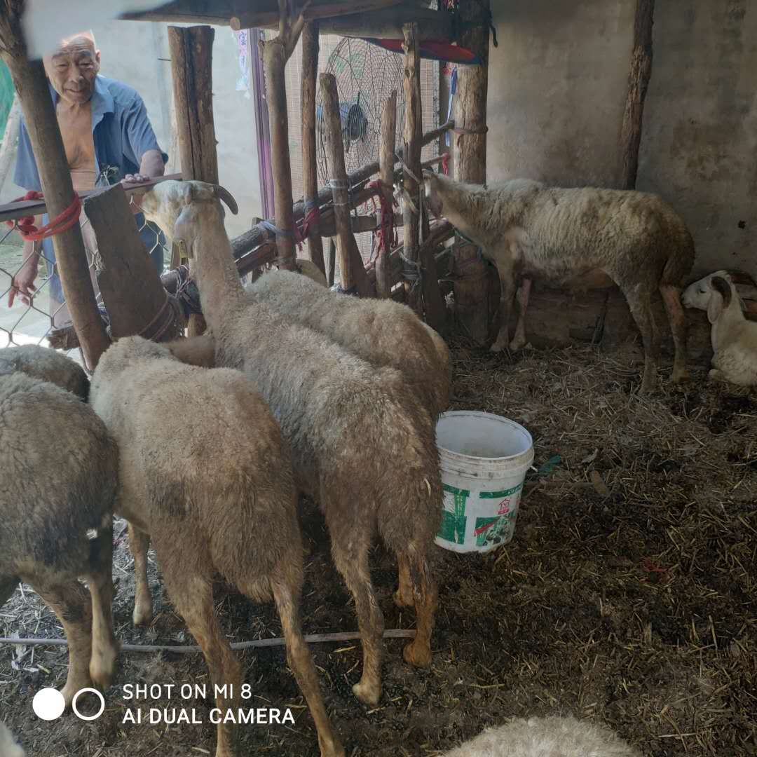 养殖业|70岁贫困老人走上创业路 特困户变成富裕户