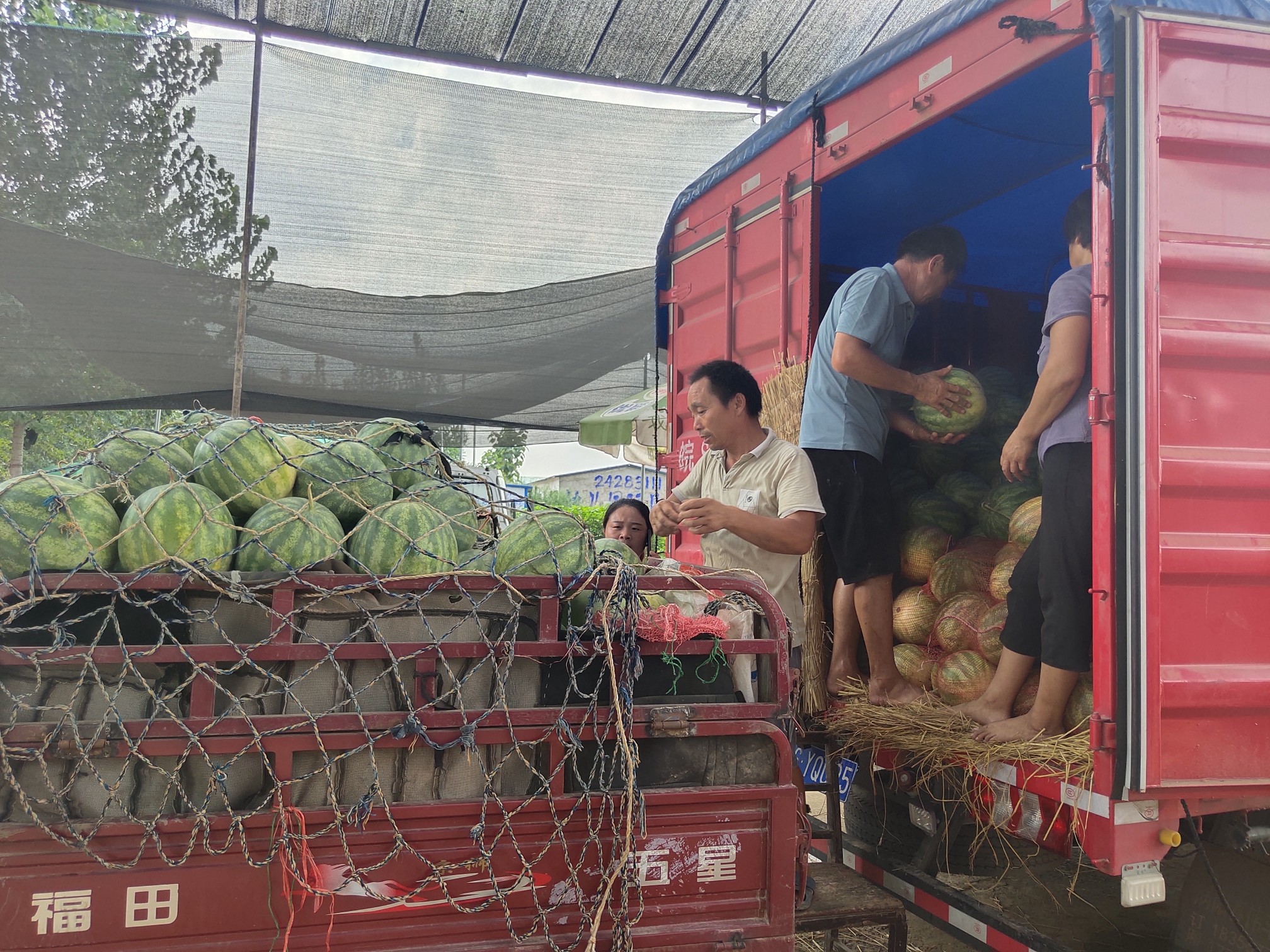 天气和疫情原因今年开封的西瓜赔了