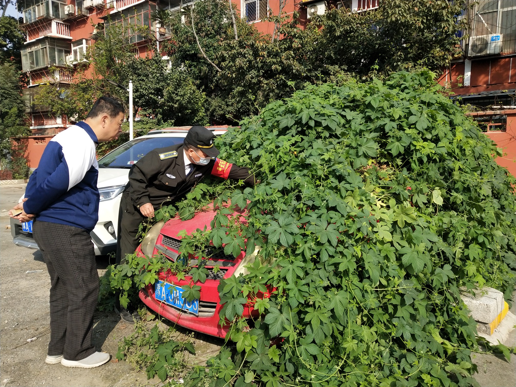 |停车场长满青藤 原来,里面藏着它......