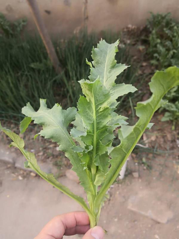 『罂粟』郑州一小区惊现罂粟苗，背后咋回事啊？