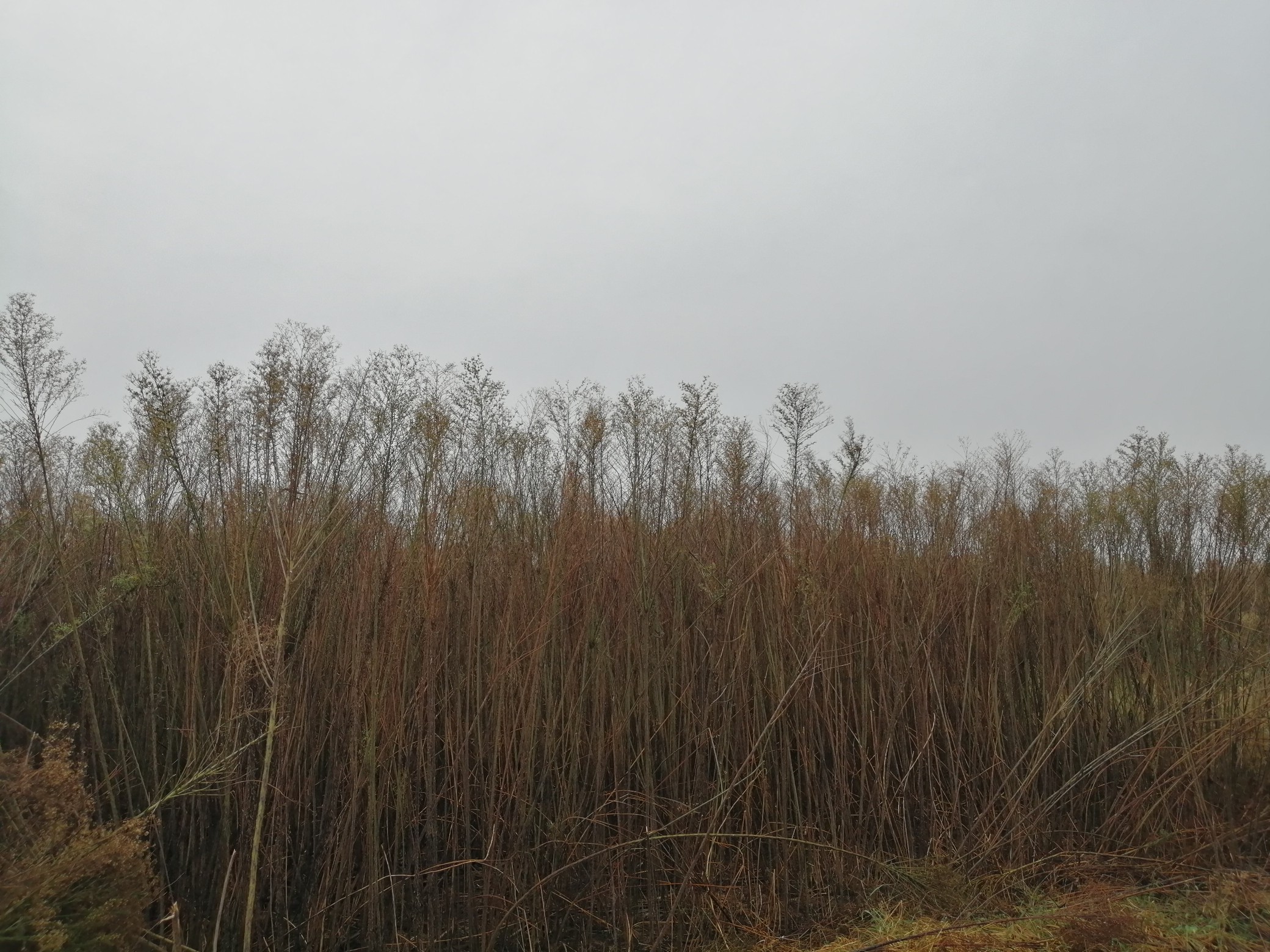 |今天我省气温最低6℃? 明天还可能再迎冷雨