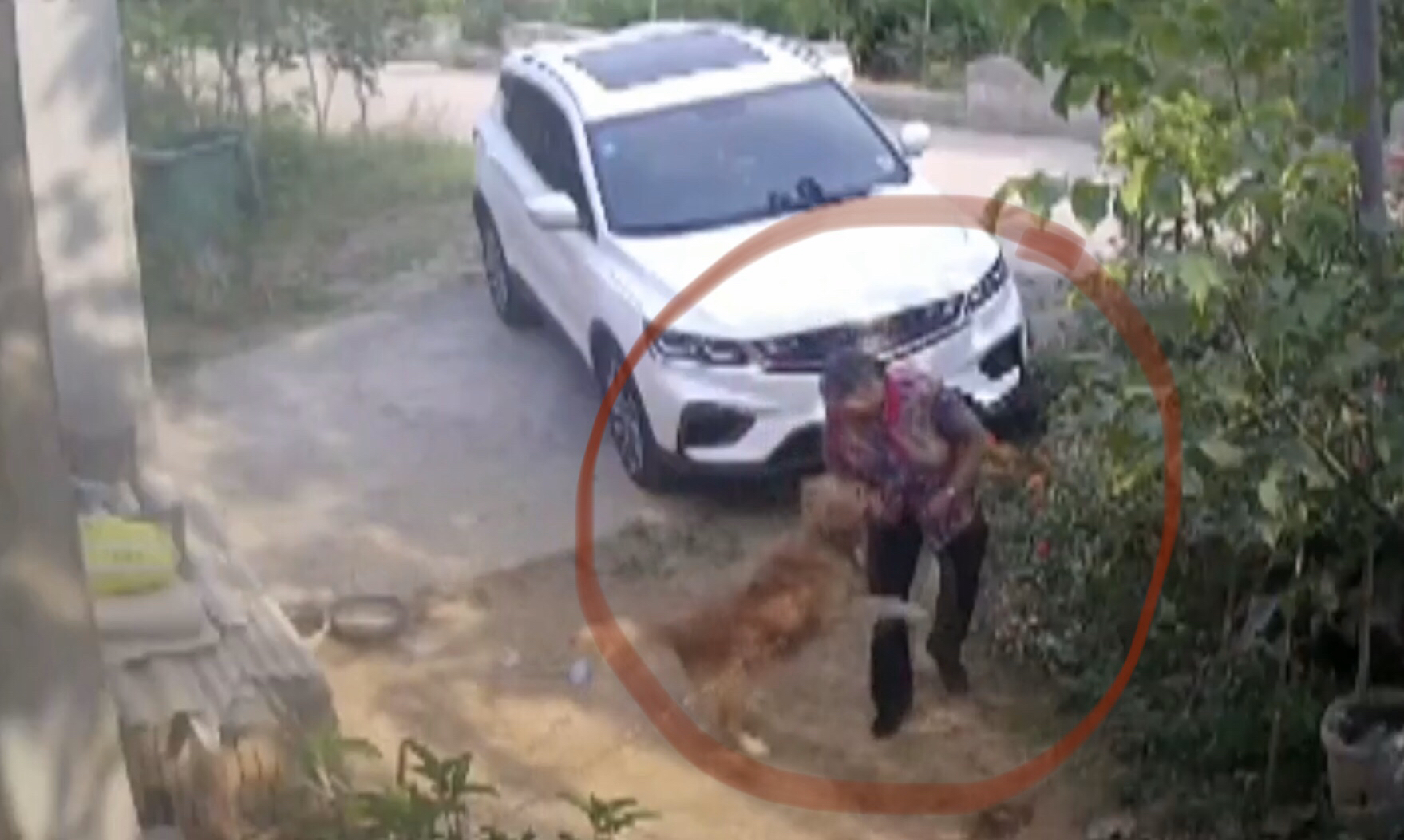 交通|老太被狗咬昏危在旦夕 新密交警一路护送到医院抢救