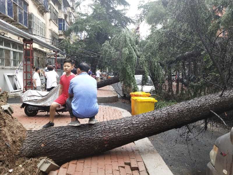 雪松|大雨中雪松倒地 三辆汽车被砸中