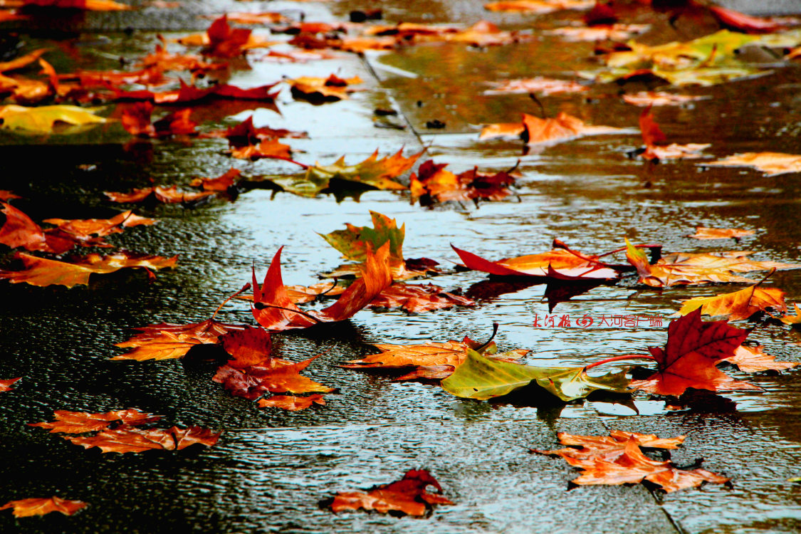 叶随雨落的风景图片图片