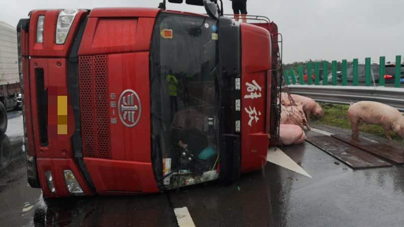 |下雨路滑，货车侧翻，几十头猪散落高速