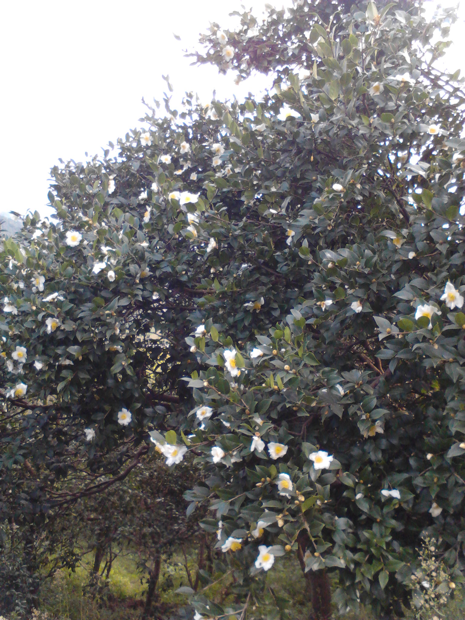 大别山腹地的新县油茶林白花怒放美不胜收