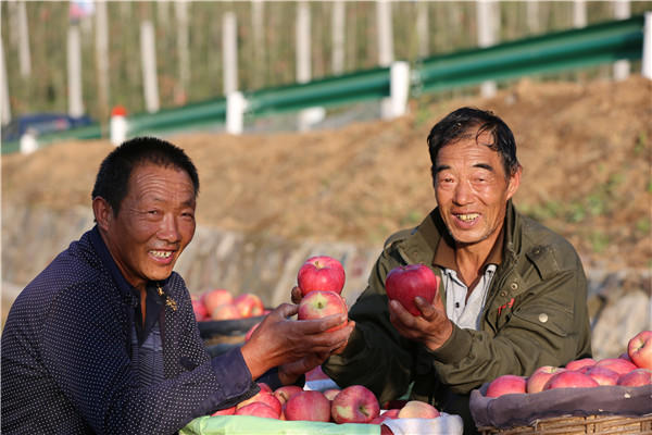 灵宝:喜迎苹果采摘季 欢庆农民丰收节