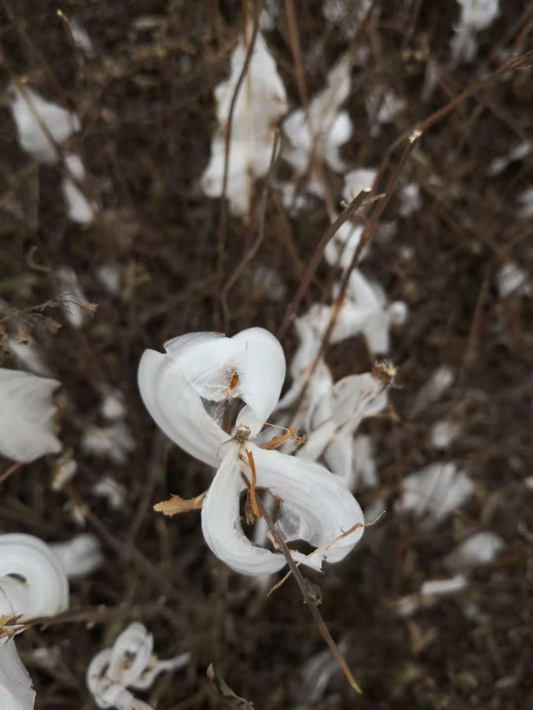 像蝴蝶一样的冬凌草冰凌你见过吗美哭