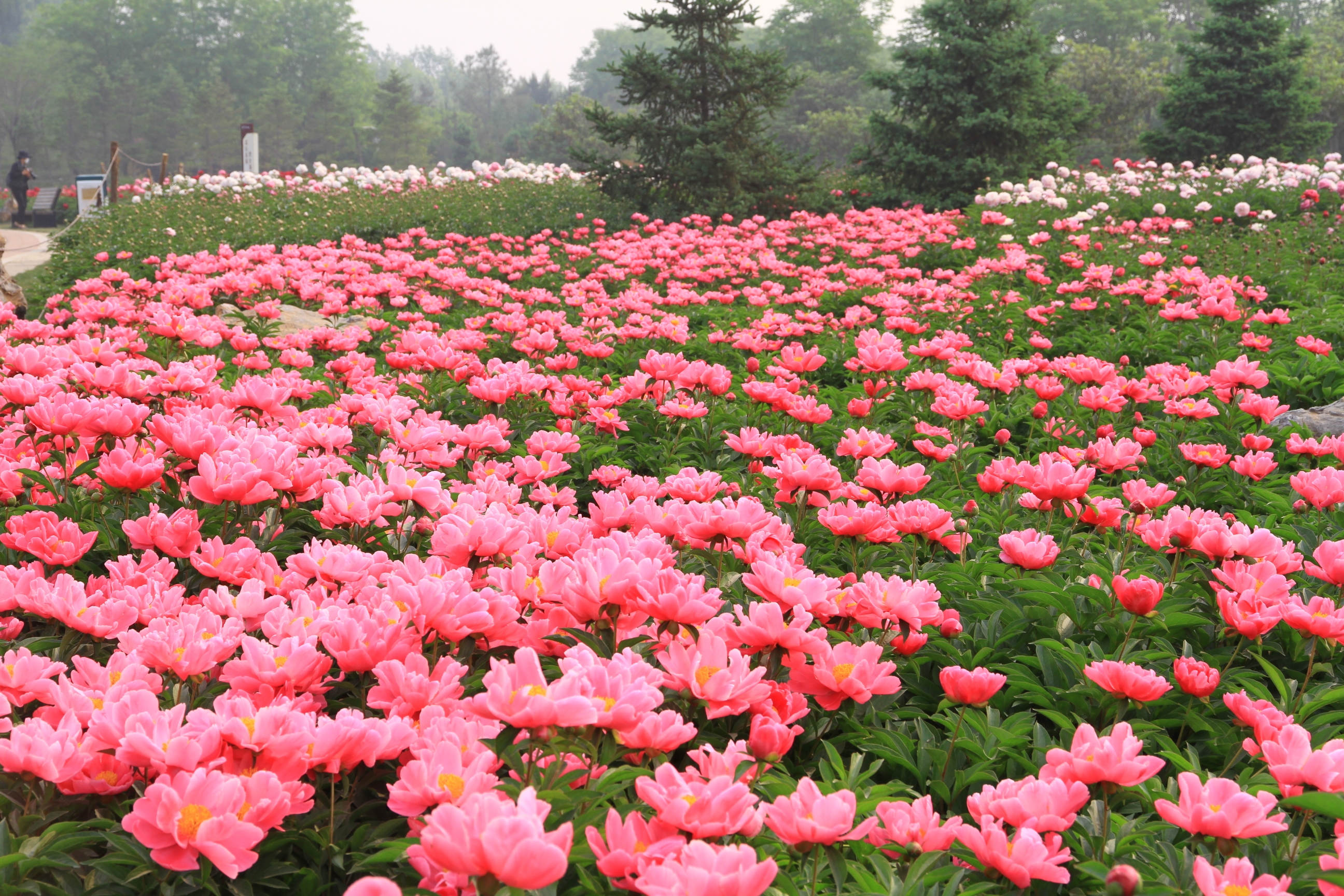 扩散周知郑州市园林局10万盆月季花免费赠市民了