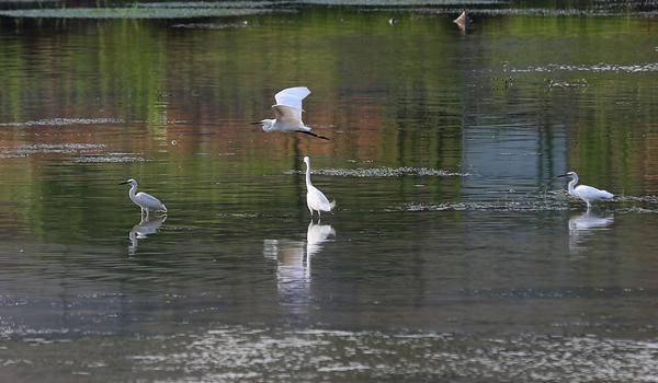 贾鲁河|贾鲁河全线禁止钓鱼? 已划定9个垂钓区域