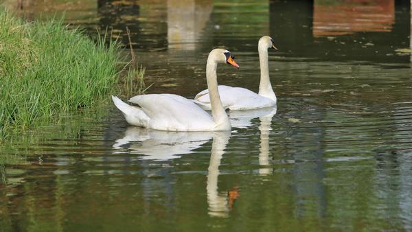 动物|郑州网红天鹅妈妈去世，专家呼吁市民不要乱投喂