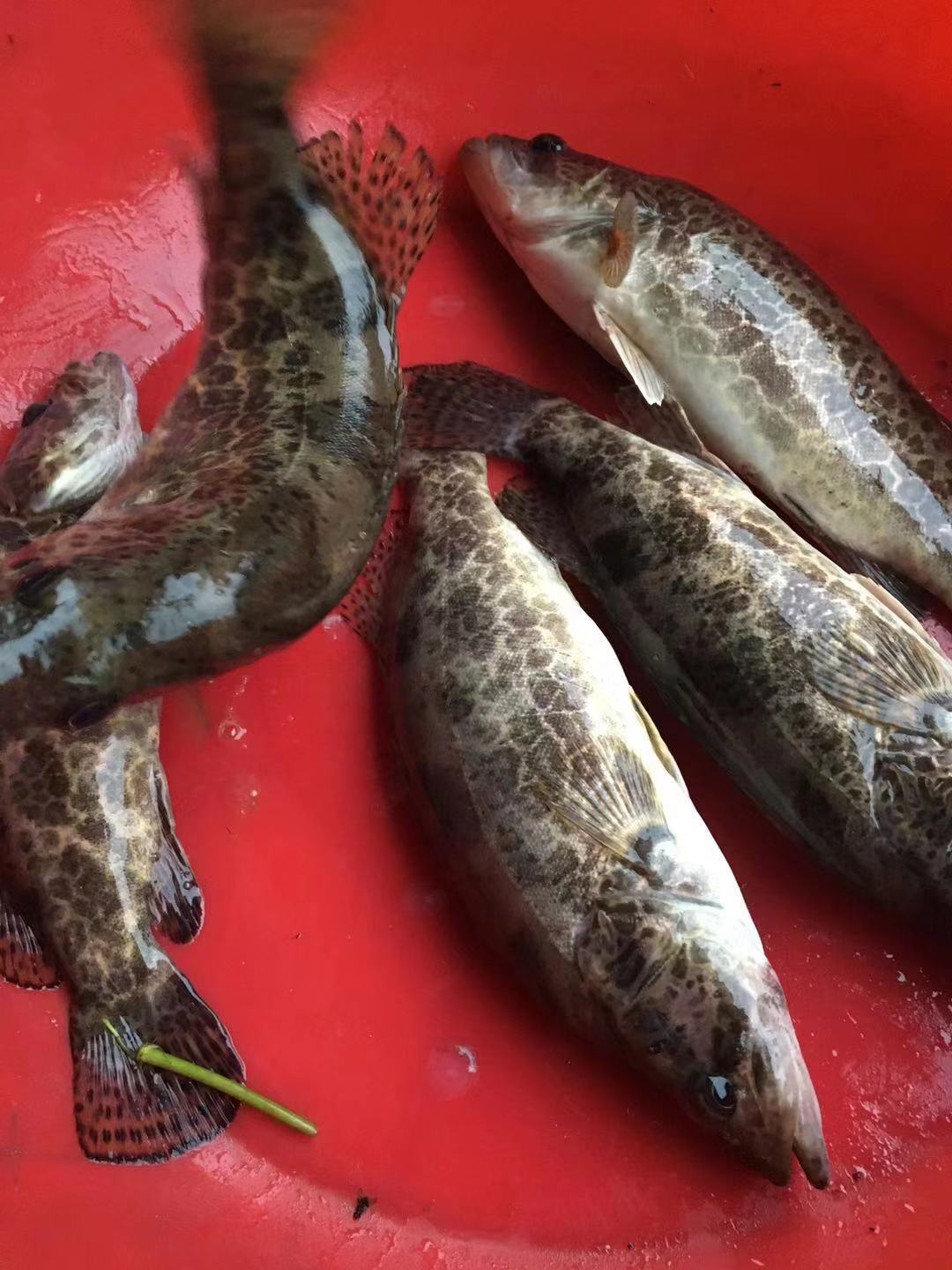 据了解,淇河是我省鱼类品种最多的河流之一,已经查明的就有64种,包含