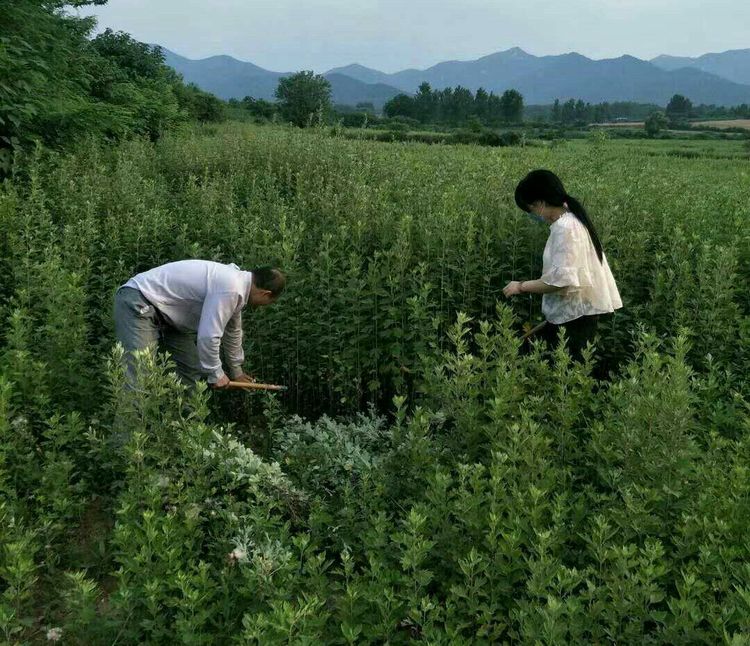 驻马店一山乡—— 端午节 起“艾”集