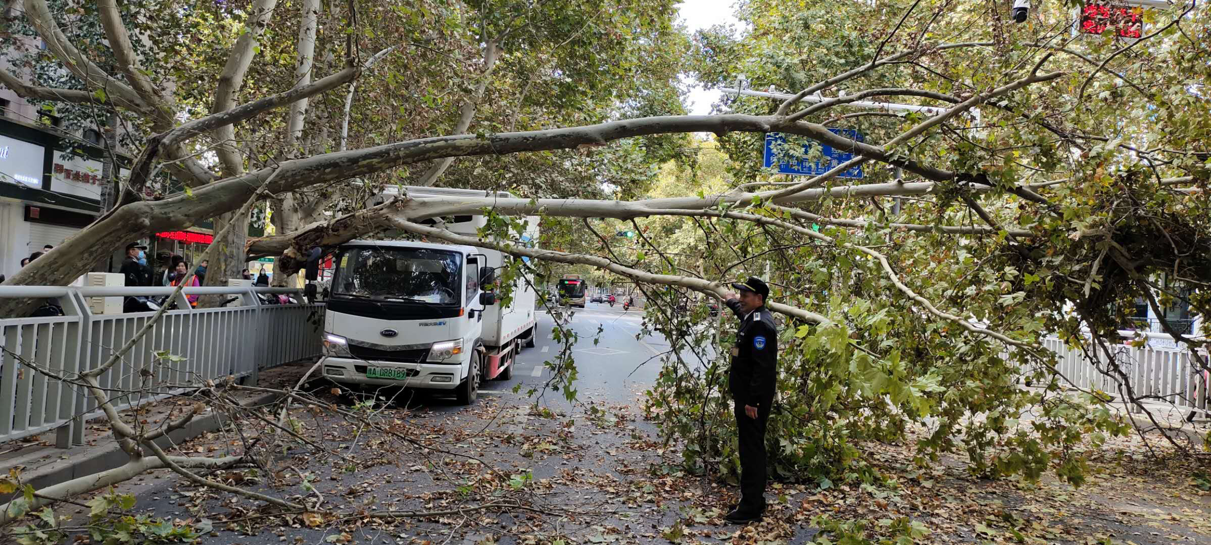 |法桐断裂砸倒旁边树， 过路厢货车遭殃