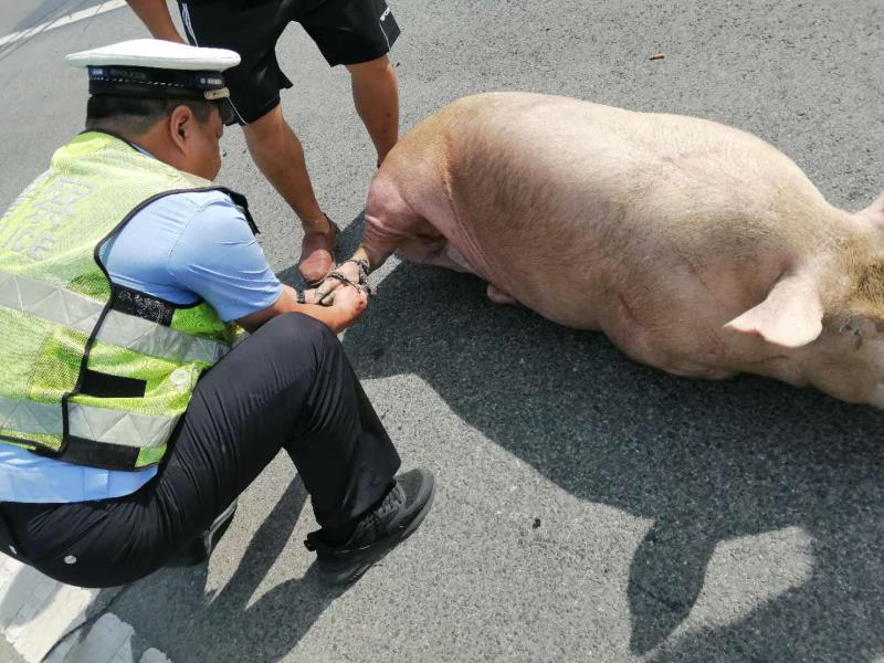 交通|惊险！高速公路上“二师兄” 跳车！过往车辆纷纷躲避