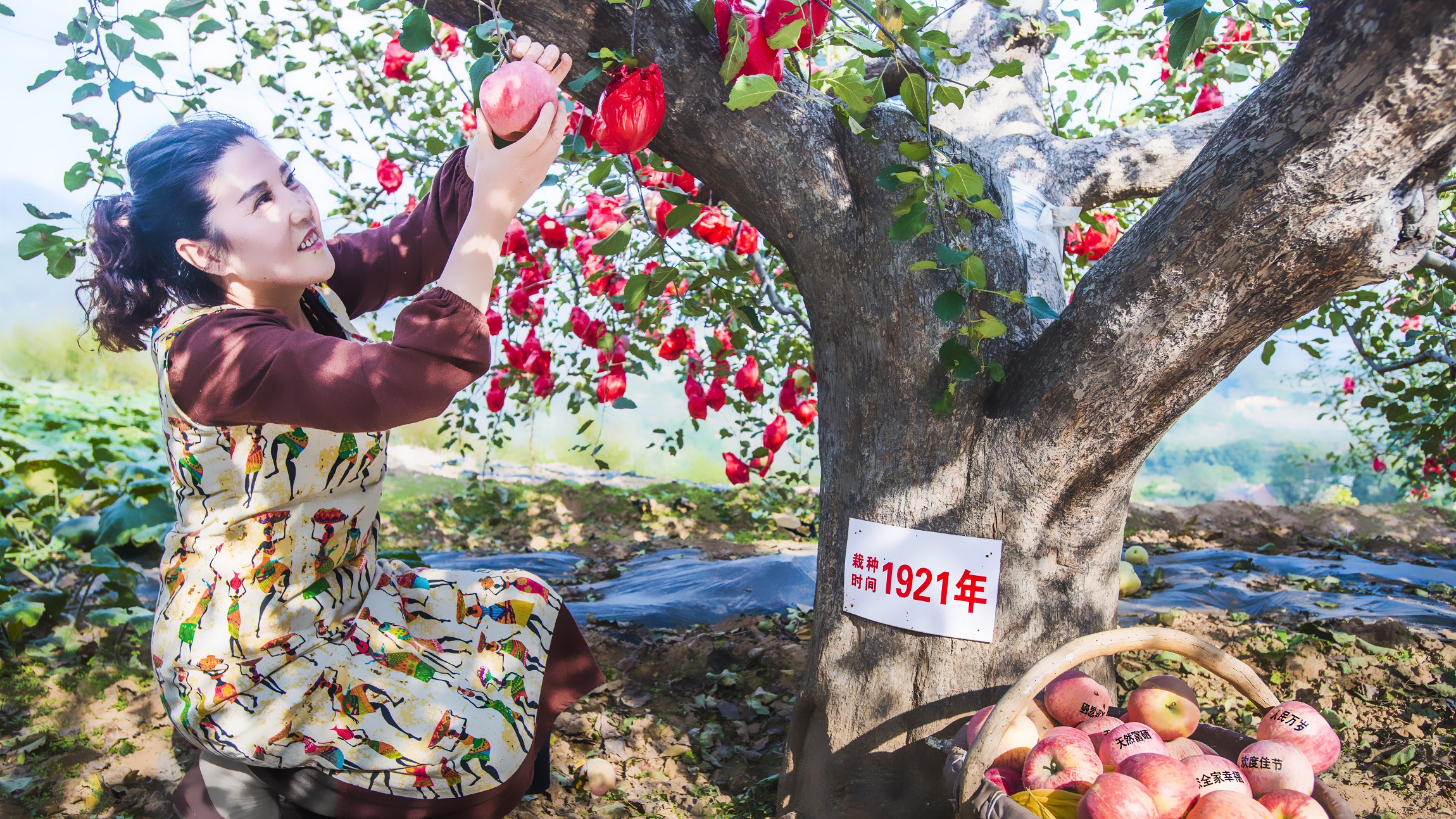 三門峽的蘋果紅了！今年產量約19.7億公斤