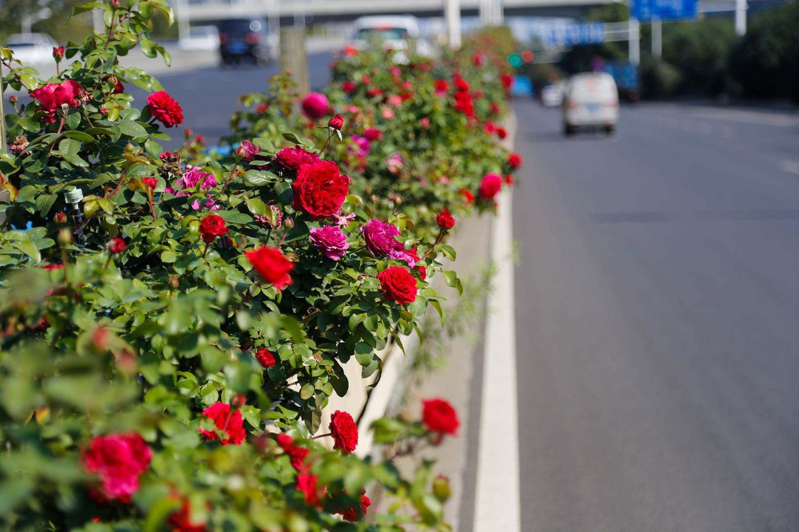 马路绿化带植物花图片图片