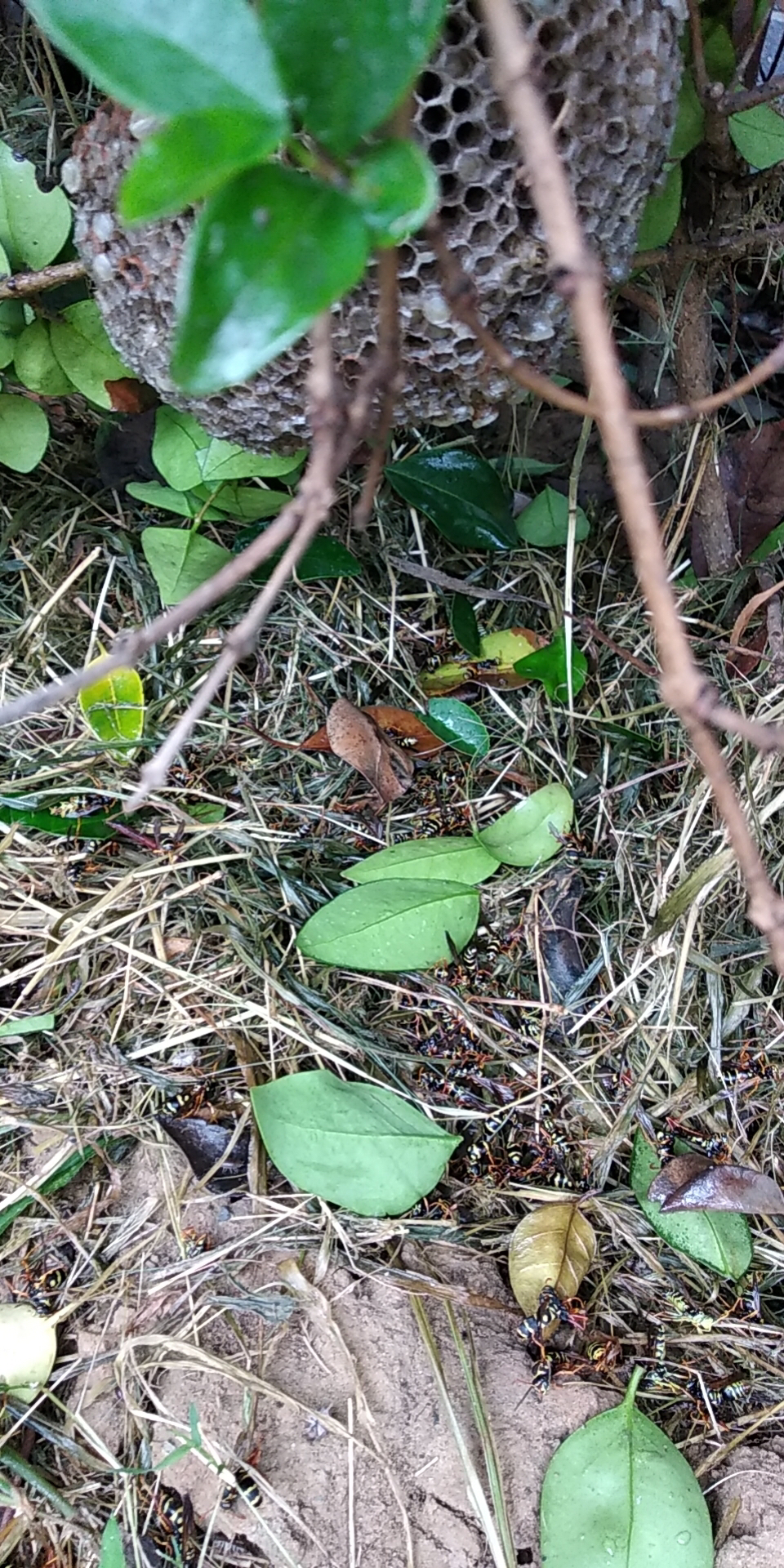 马蜂|修剪花树时误“捅”马蜂窝，绿化工被群蜂追赶吓坏了