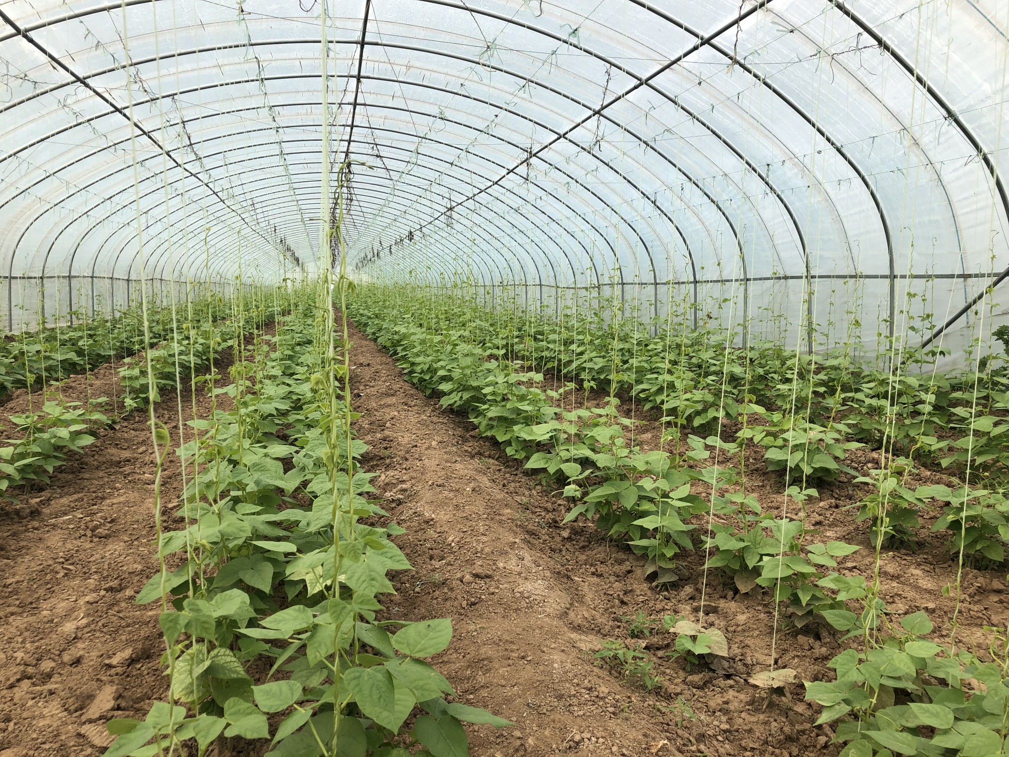 蔬菜■金融助力，博爱县贫困户武兵承包蔬菜大棚致富啦