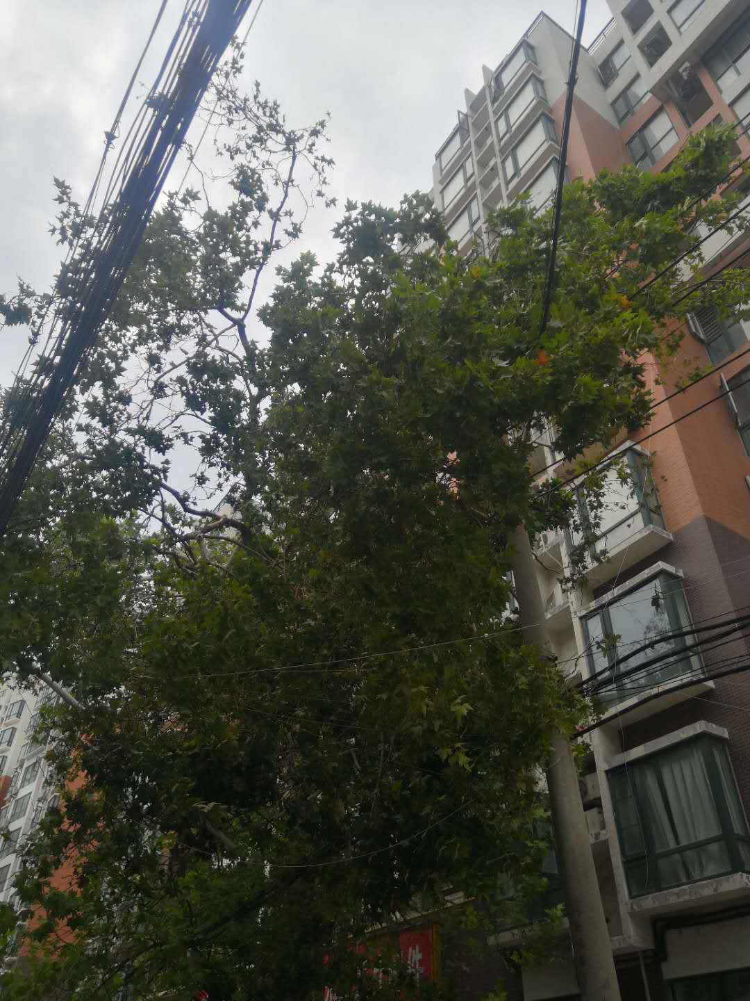 高压电线|断裂树枝压在高压线上 近千户居民用电受影响