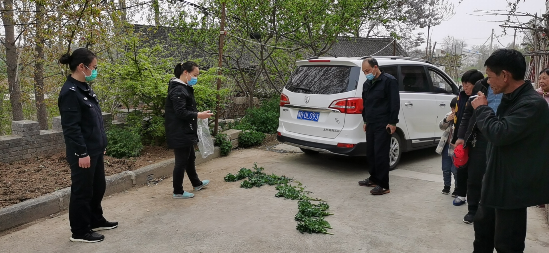 毒品：罂粟别碰，种一株也违法！附辨别罂粟指南