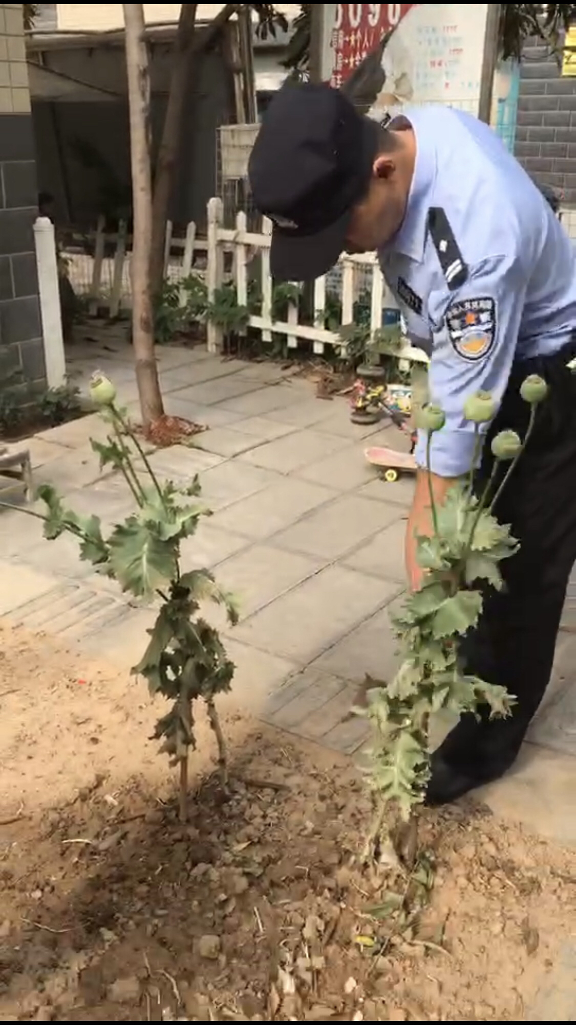 又一起女子在家门口种罂粟受处罚