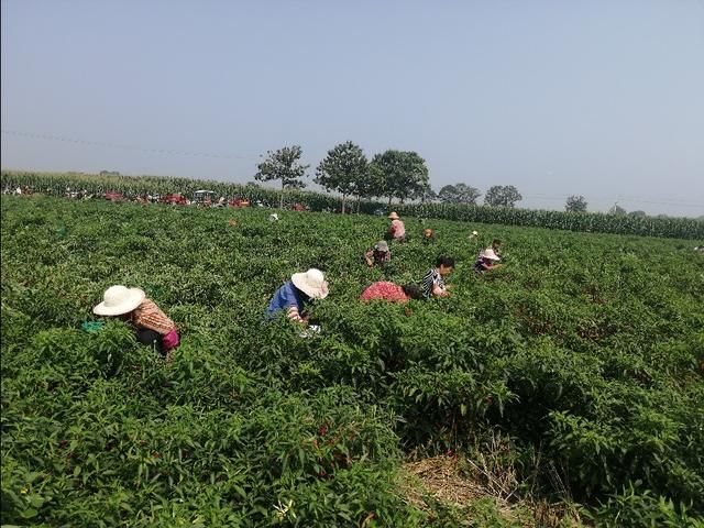 孟州|小小辣椒，映红孟州残疾人致富路