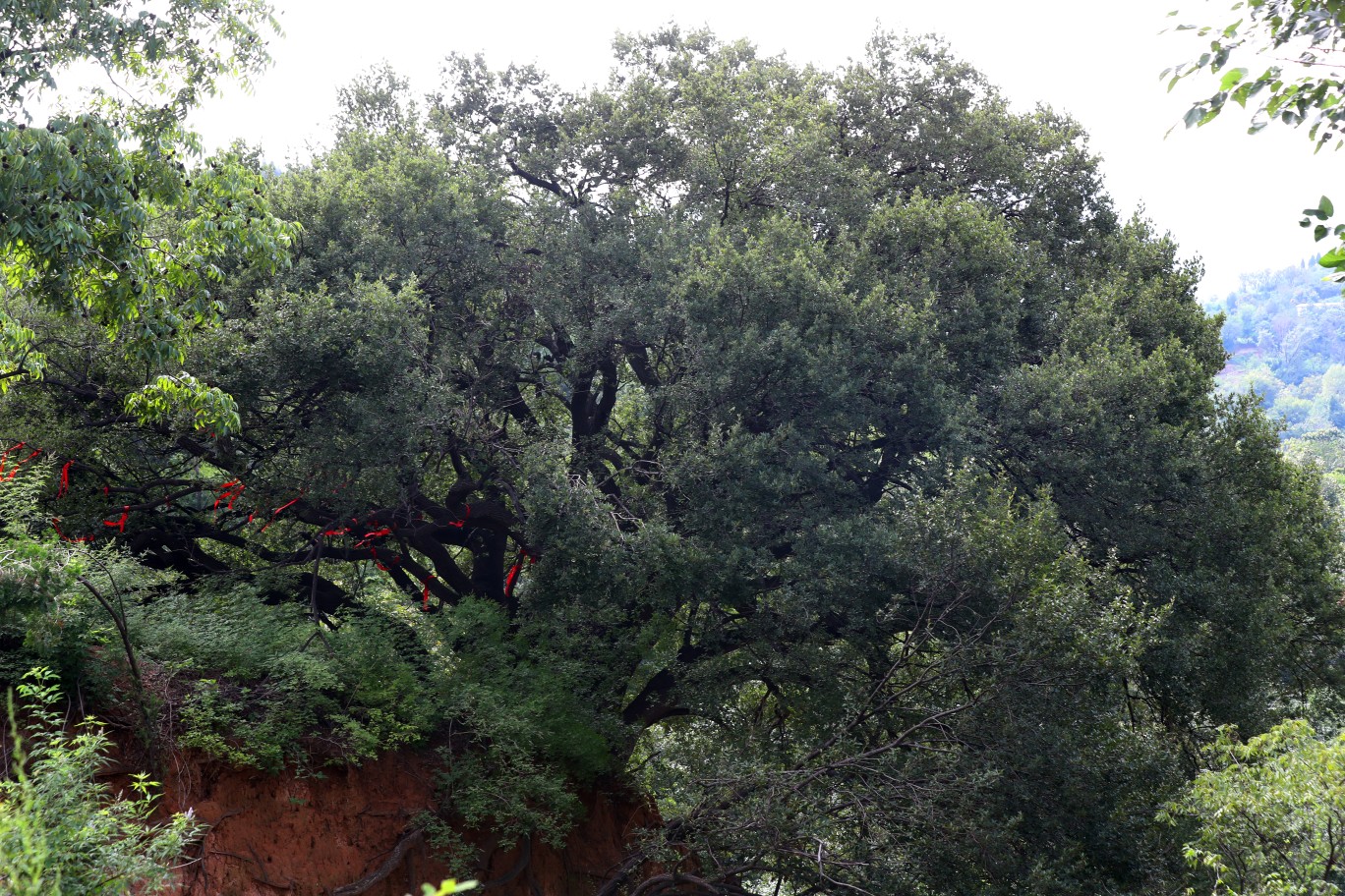 郑州经济|郑州散生古树接近4000株 该如何呵护这些绿色活化石?