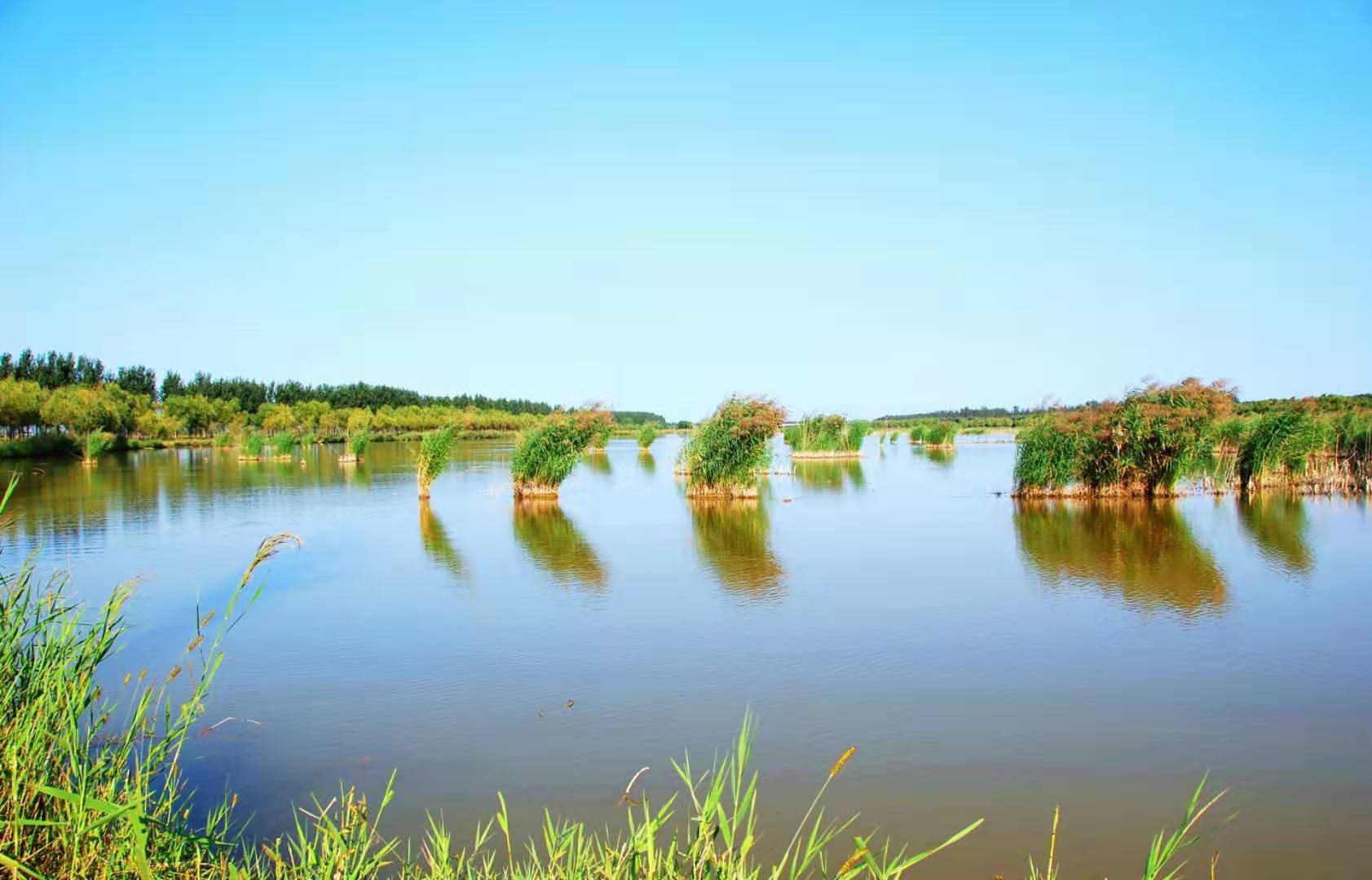 黄河滩芦苇荡是鸟儿家乡