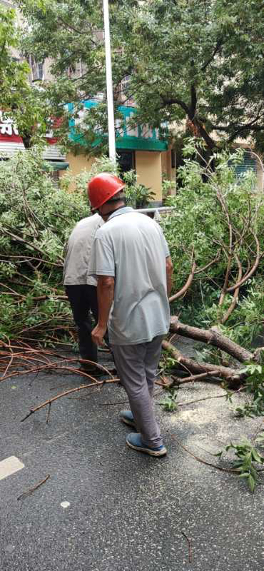 交通|大雨下个不停，树枝断裂频发生！请注意避让