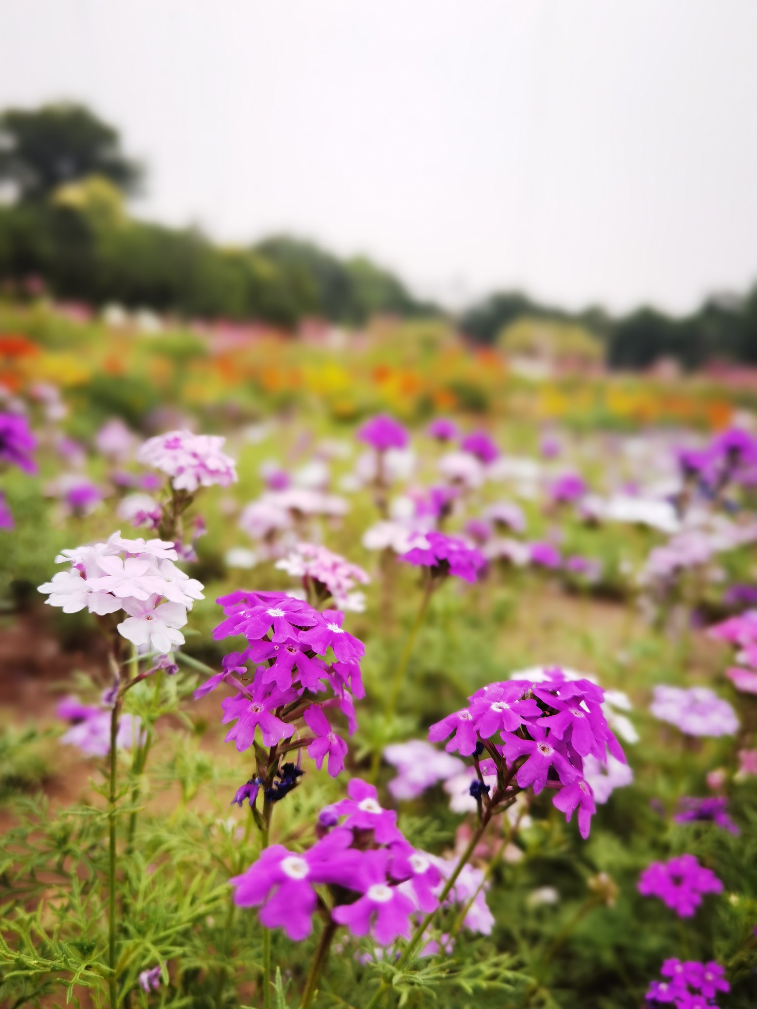 郑州市西流湖公园百花苑宿根花盛开 景观正在提升改造 河南商报