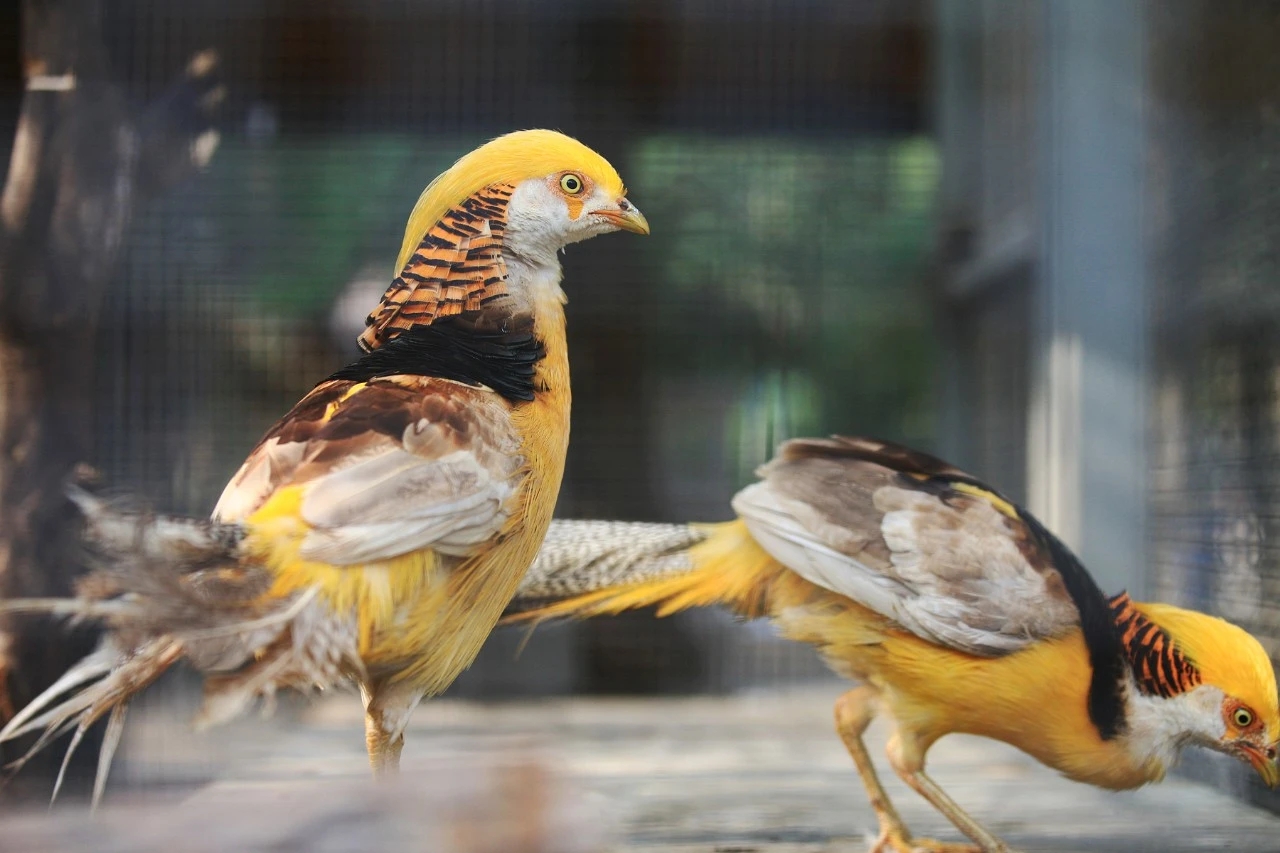 |有人出售高价票？郑州市动物园提醒游客别上当