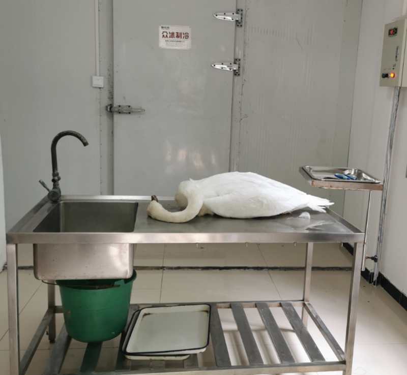 动物|郑州网红天鹅妈妈去世，专家呼吁市民不要乱投喂