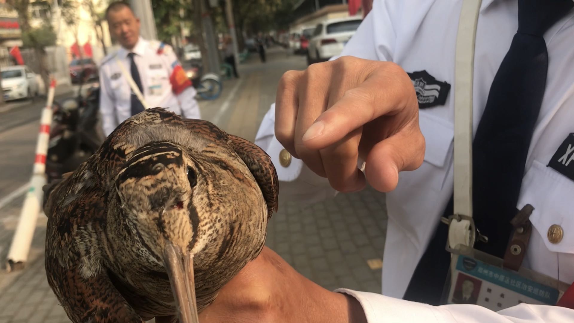 |长嘴鸟受伤“迫降”郑州街头 热心路人拾获暖心救护