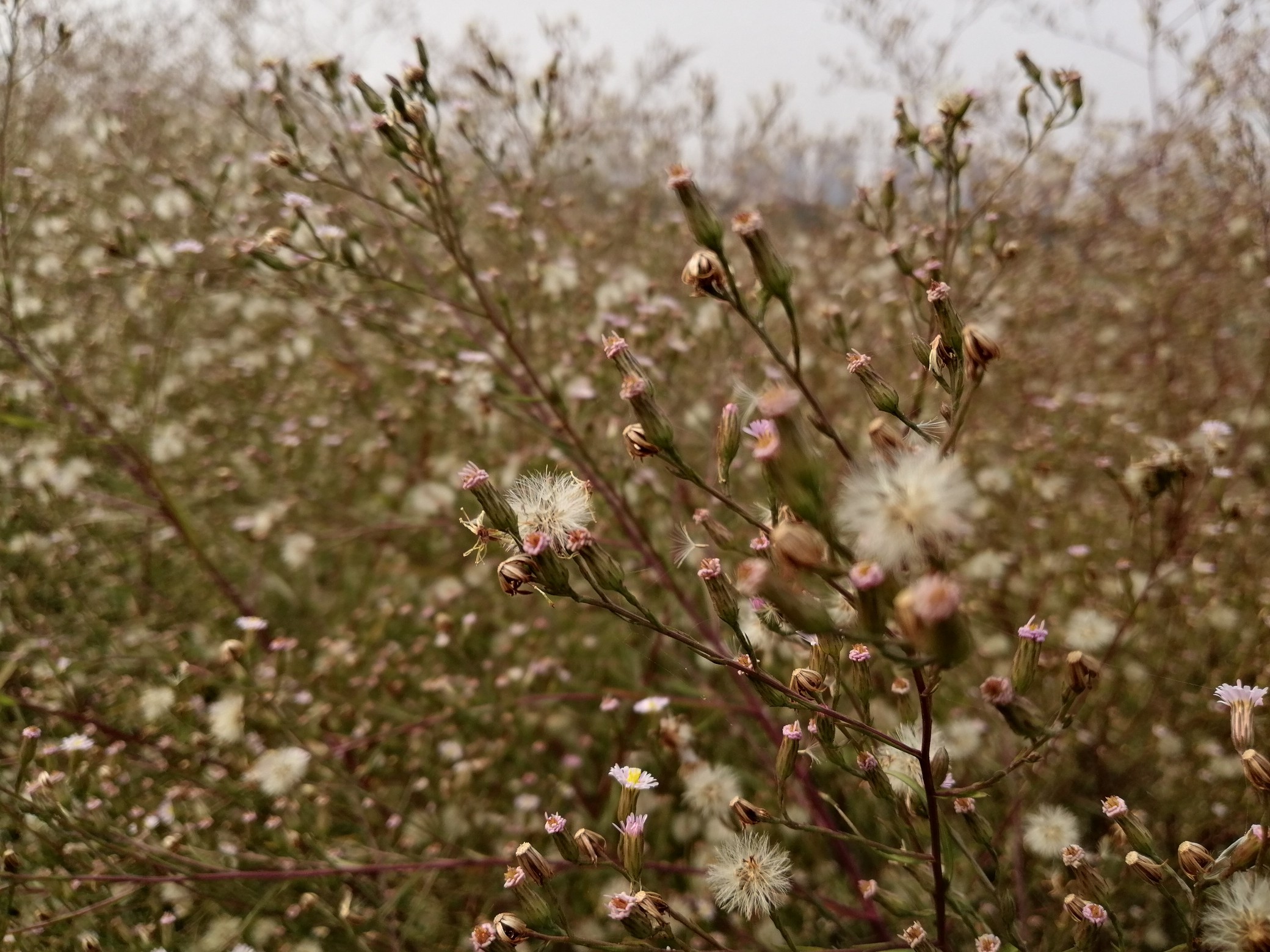 |速穿秋裤！周四河南迎来最冷清晨：最低气温爆降6℃！