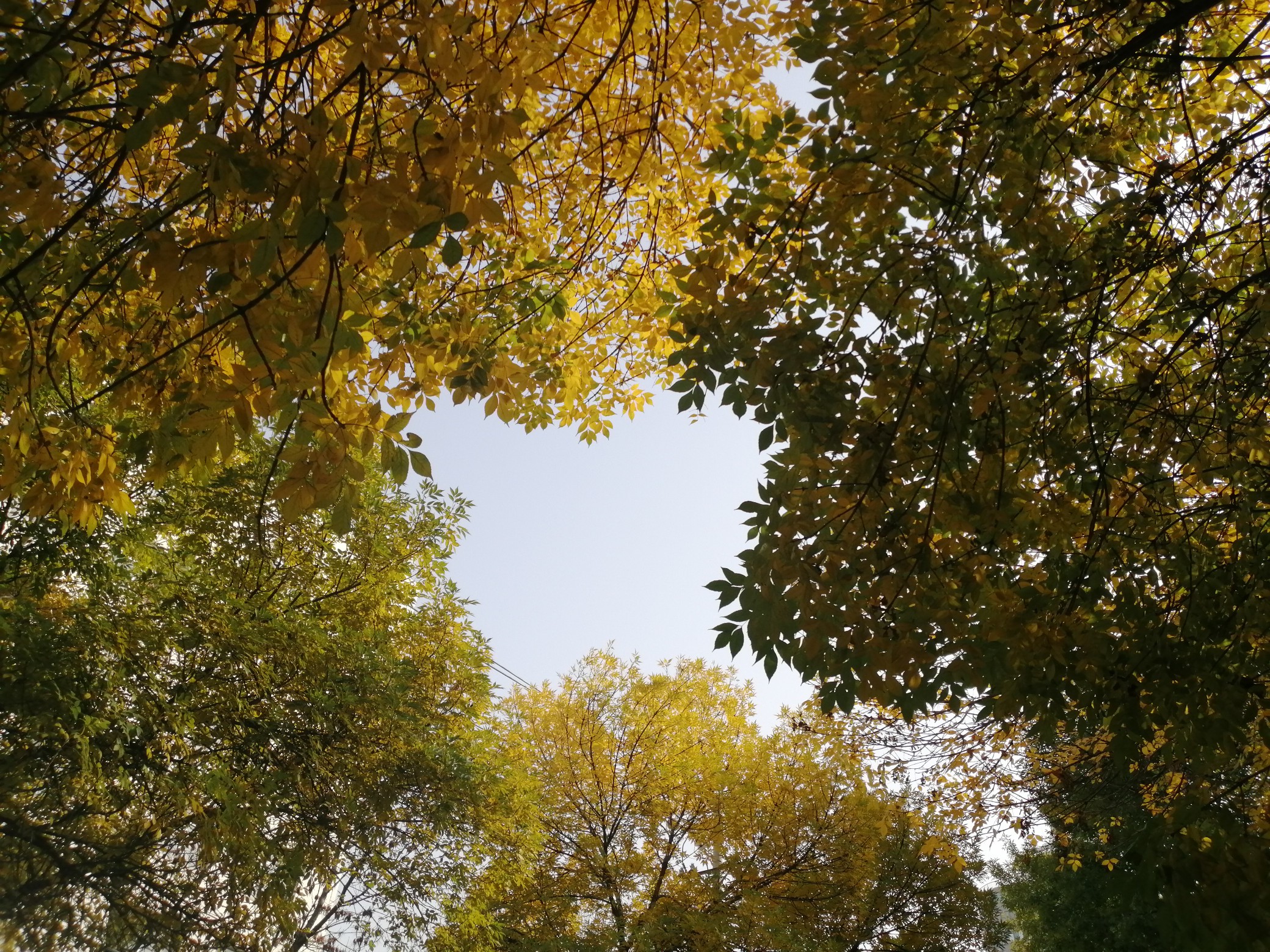 |霜降节气就一定能有霜？下周冷空气将来，河南大降温！