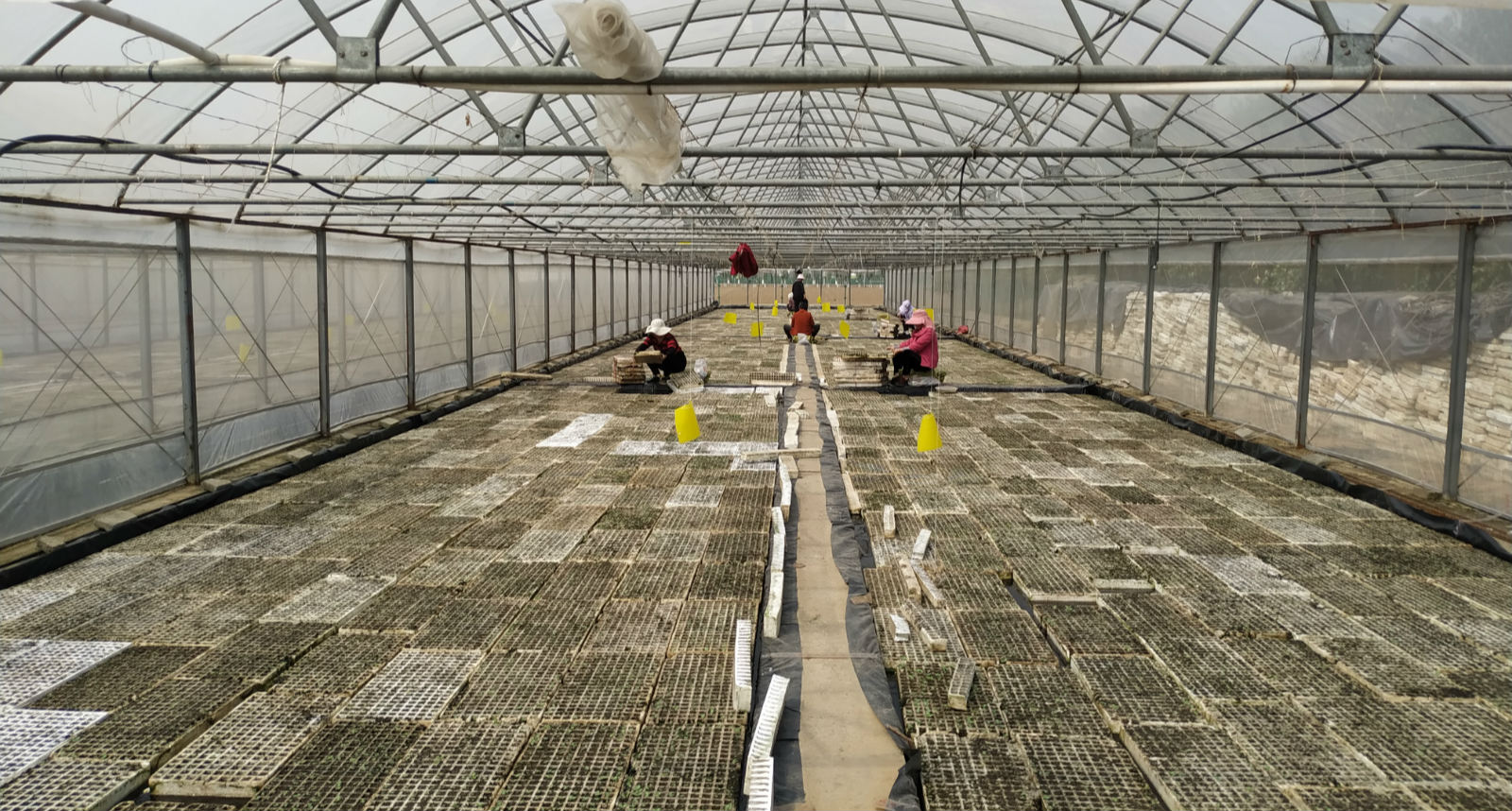 『草莓』套种苦瓜、豆角，下市再种草莓，郏县堂街镇“一村一品”带动群众致富增收