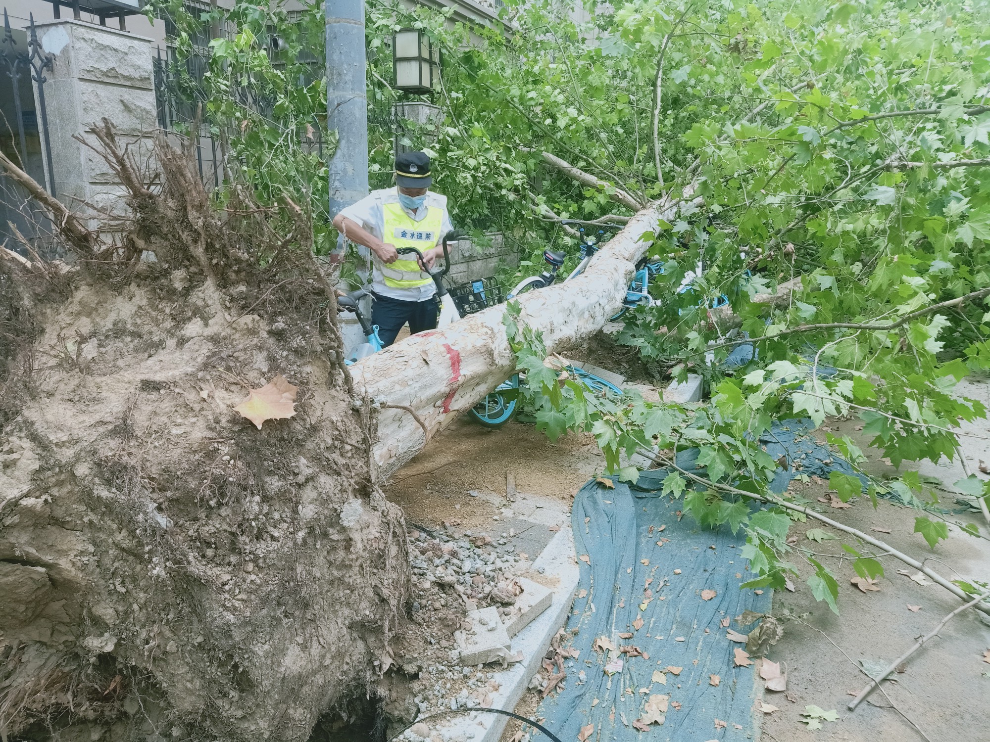 |三棵大树倾倒 阻挡通行车子受遭殃