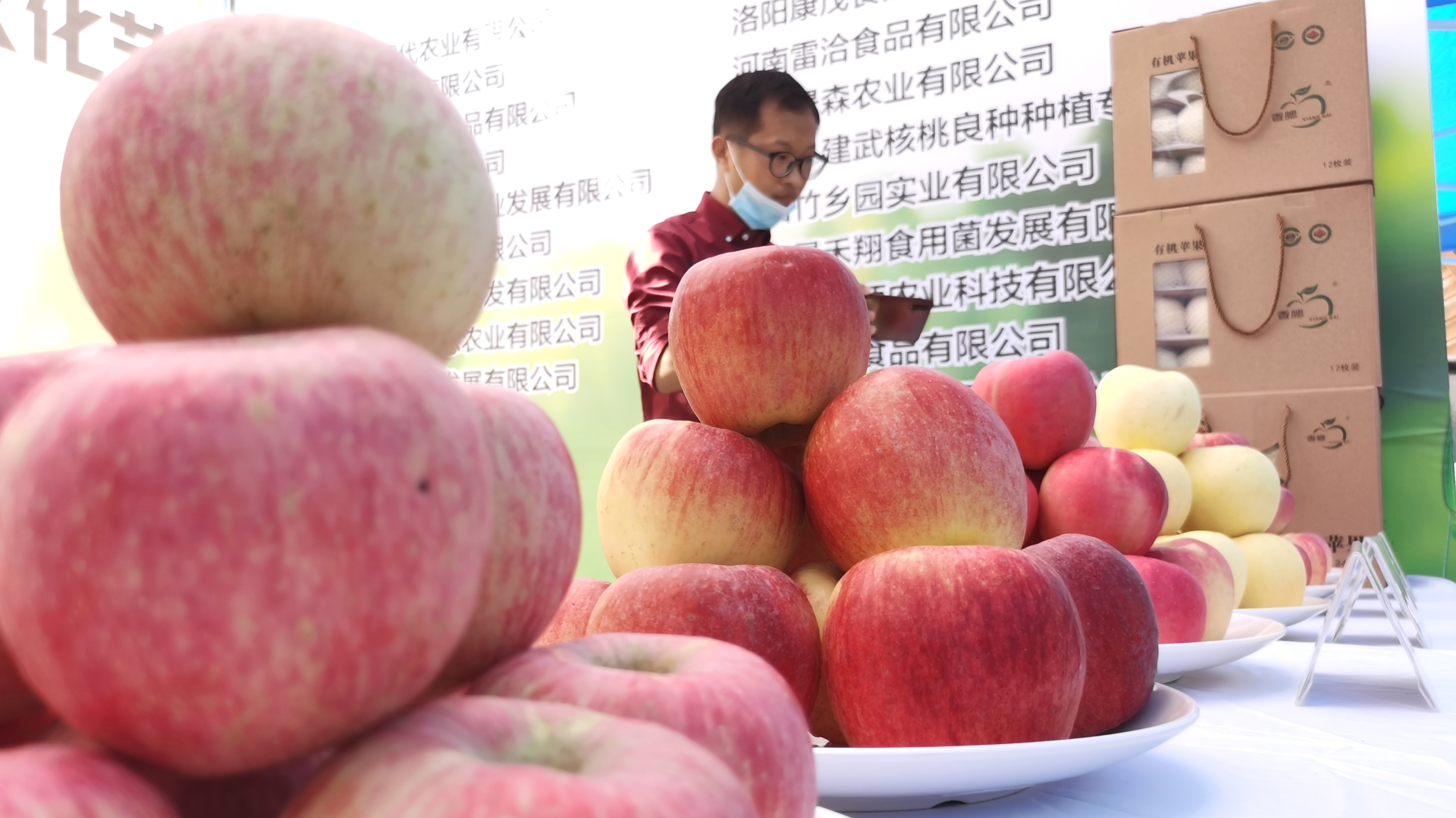 苹果红啦洛阳洛宁上戈苹果等您来摘