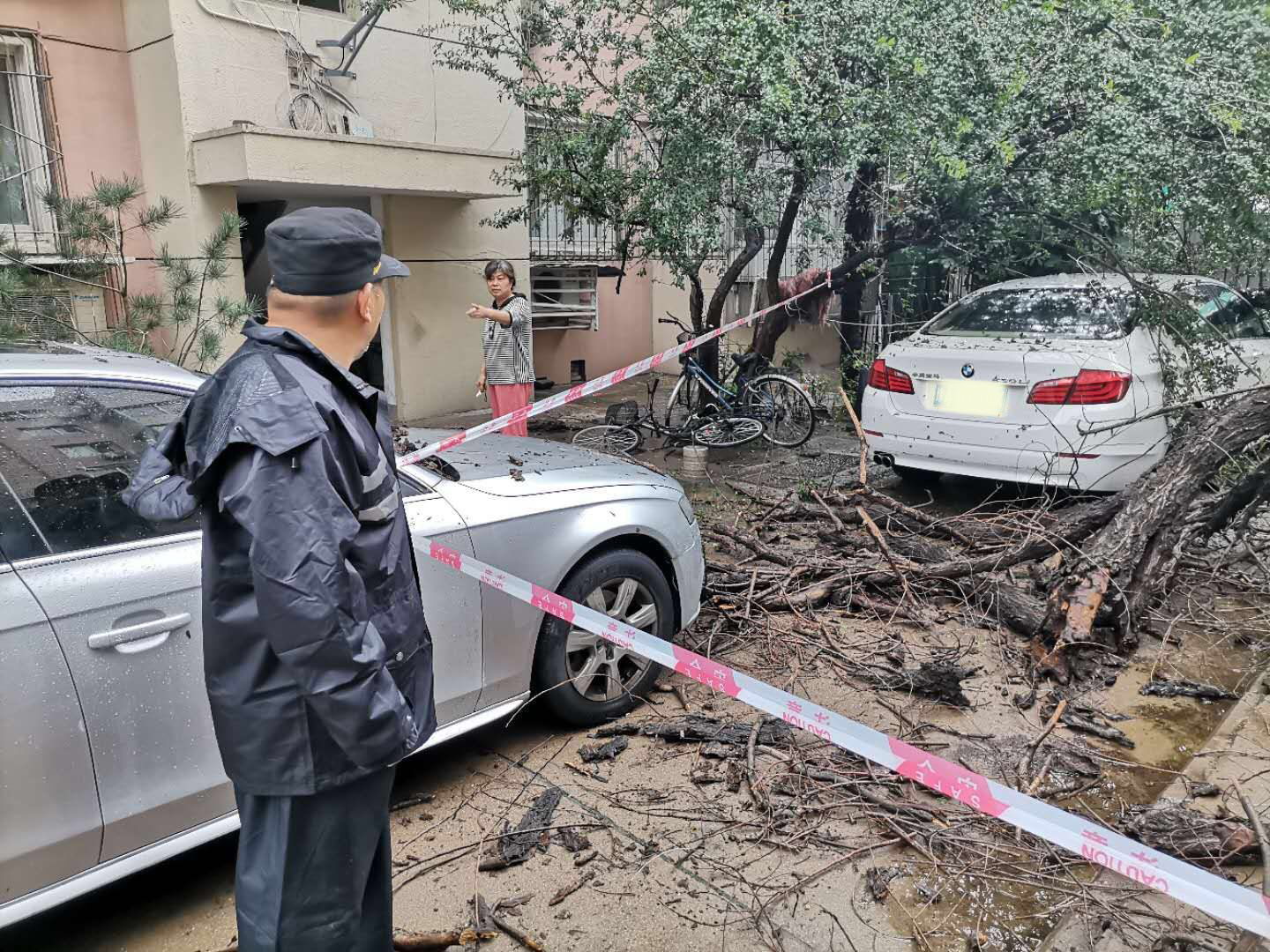 奥迪|枯树在雨中倒下 宝马奥迪遭殃
