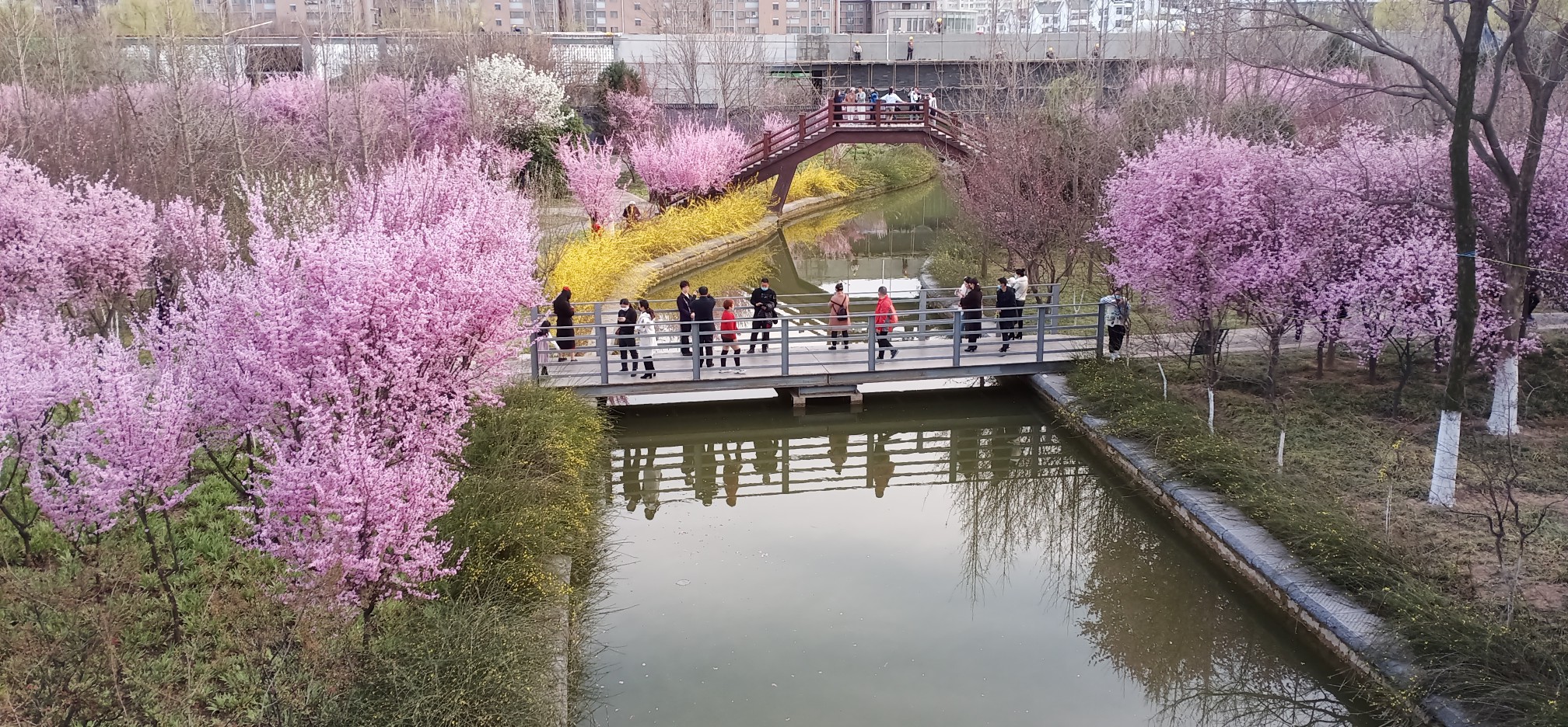 [牡丹]豫来豫自＂游＂之五丨洛阳大棚牡丹始盛开，踏青赏花市民增多