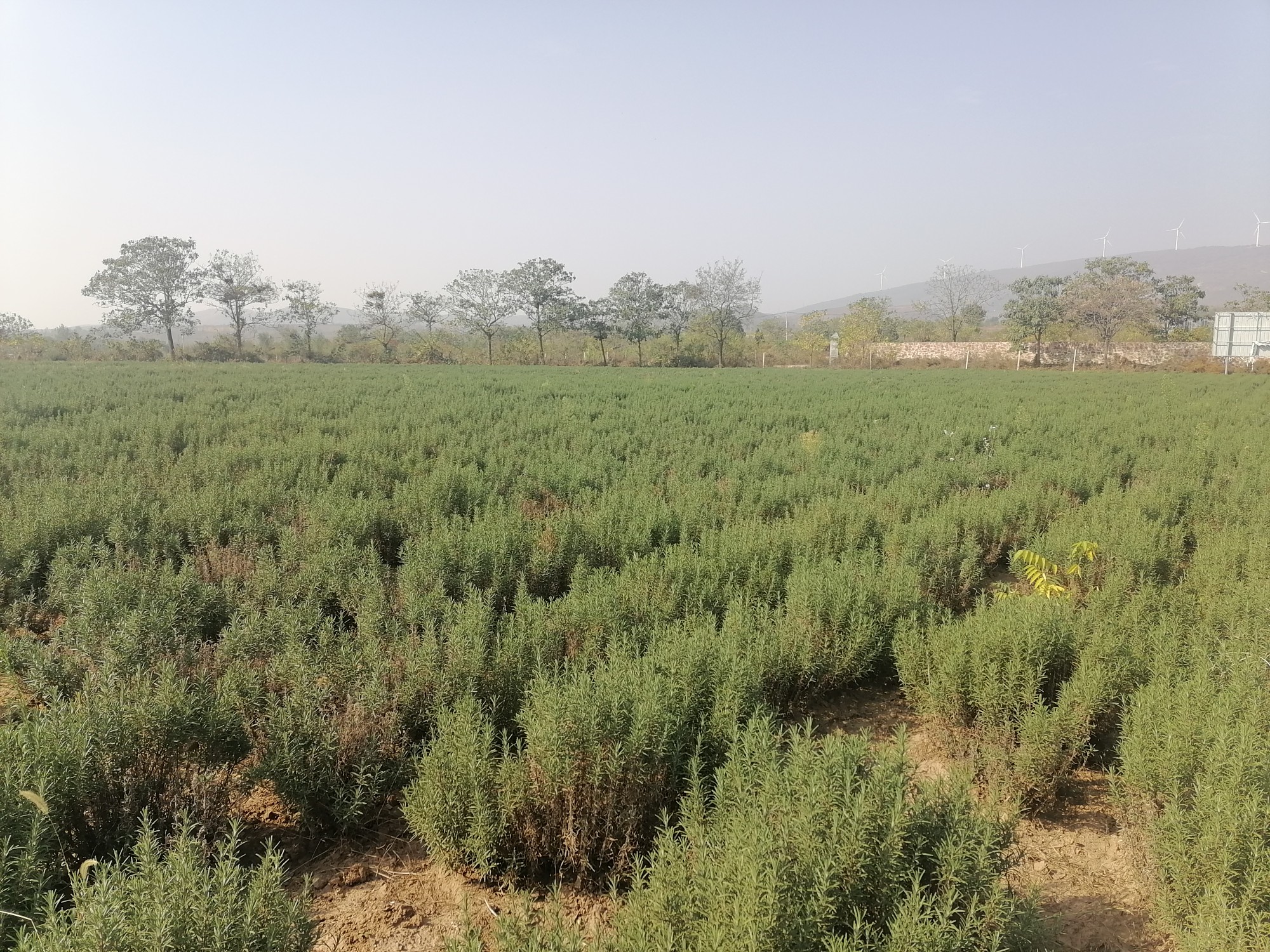 千亩迷迭香让荒山变金山