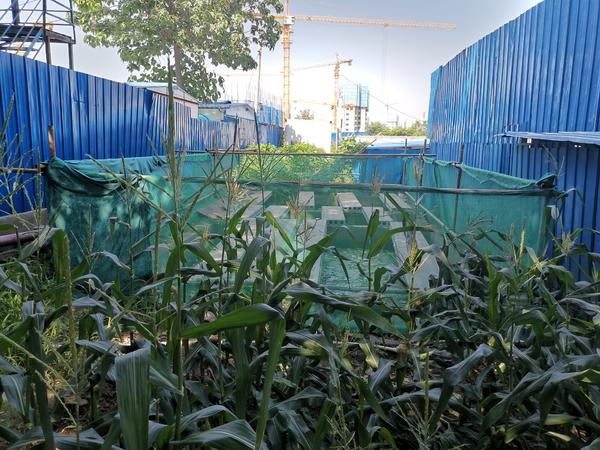 一个月前说要“整改”，郑州管城区南小李庄1号院项目工地如今竟还在排污水