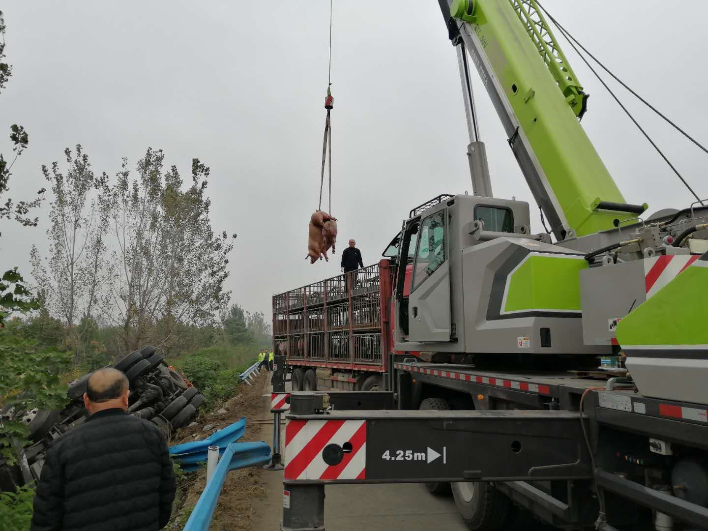 |高速公路上演“猪在囧途” 105头“二师兄”坐完专车坐吊车