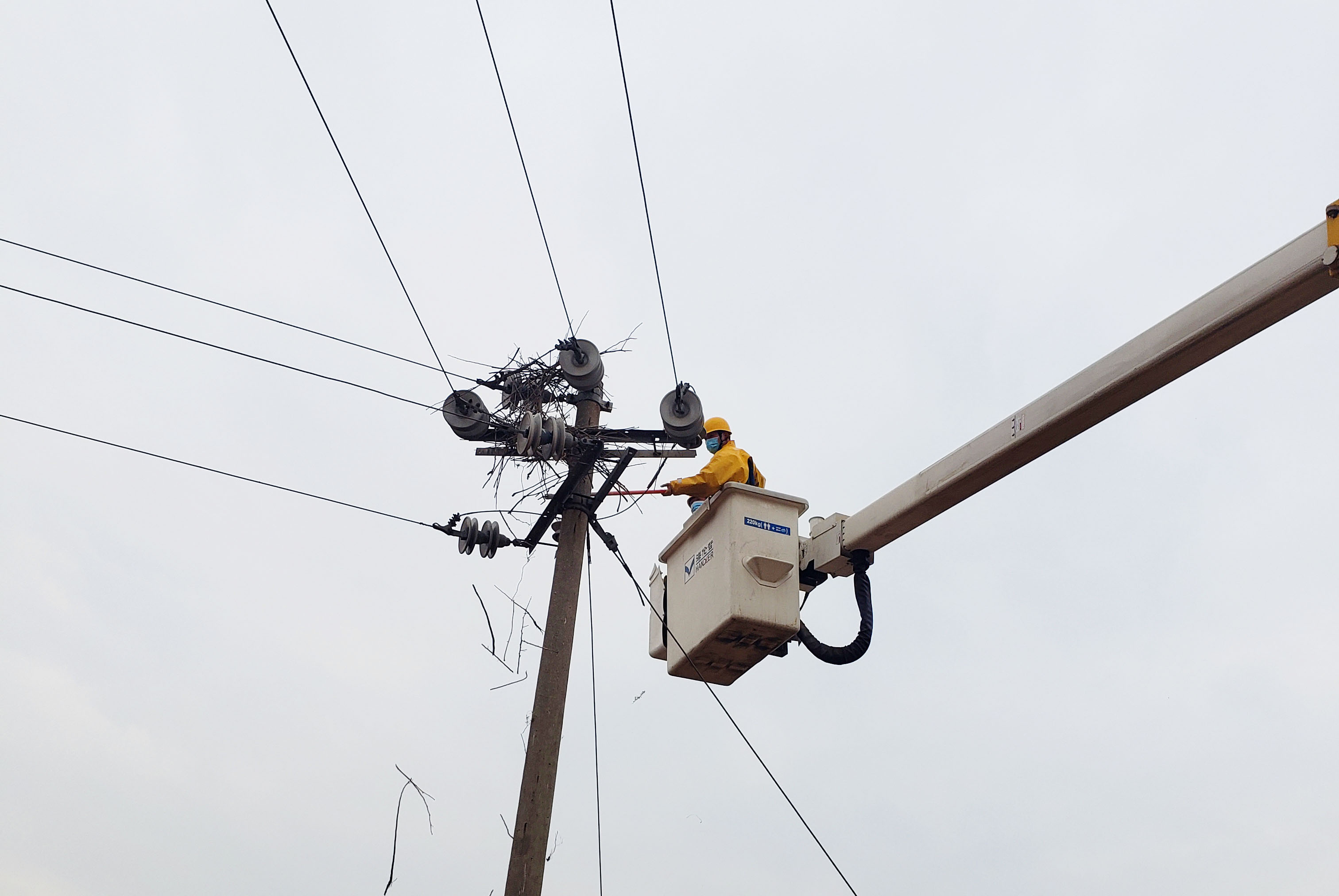 『供电公司』鸟妈供电线上筑巢下蛋？这家供电公司这样办