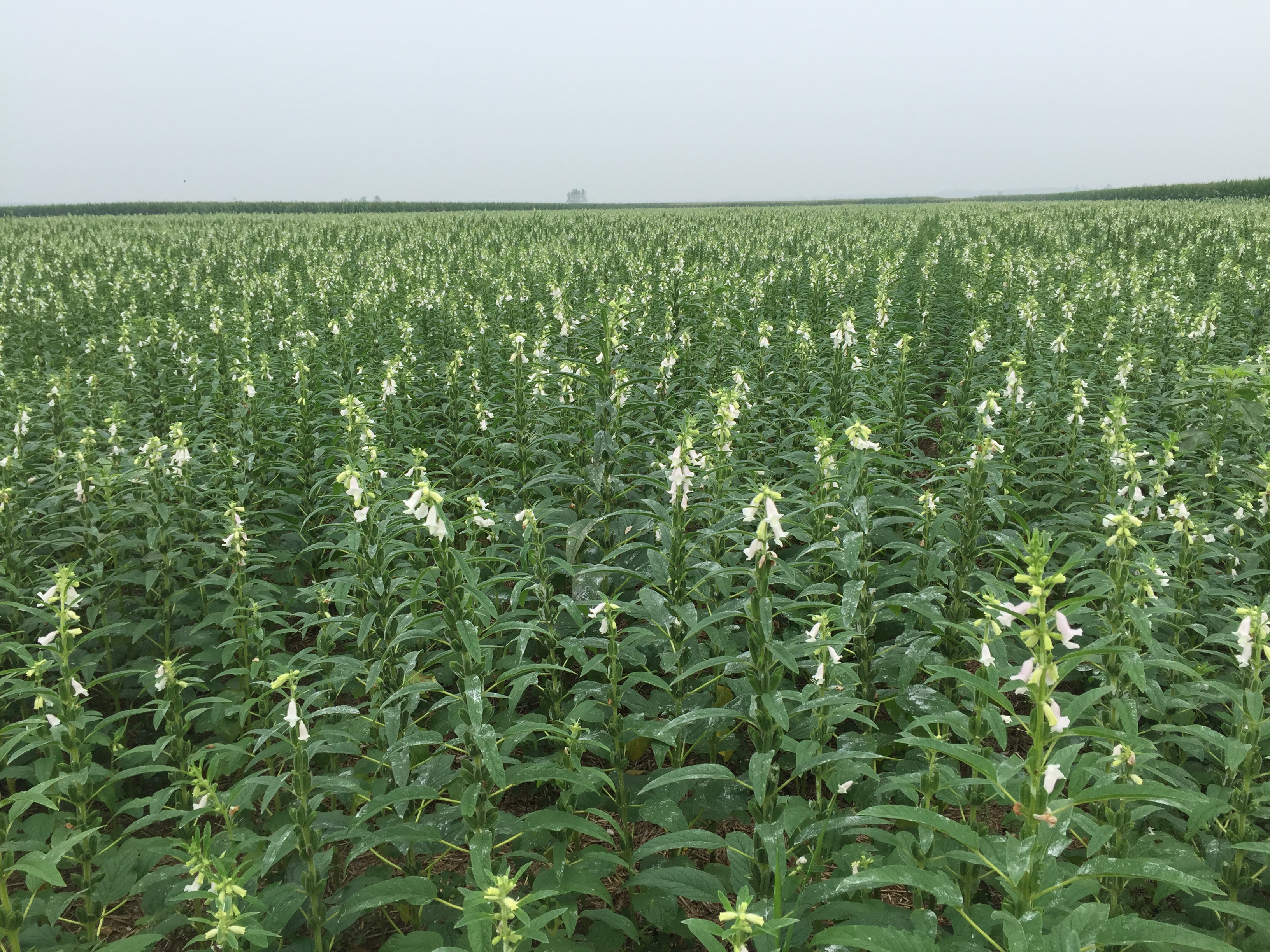 018国务院大督查】河南省农业科学院把论文写